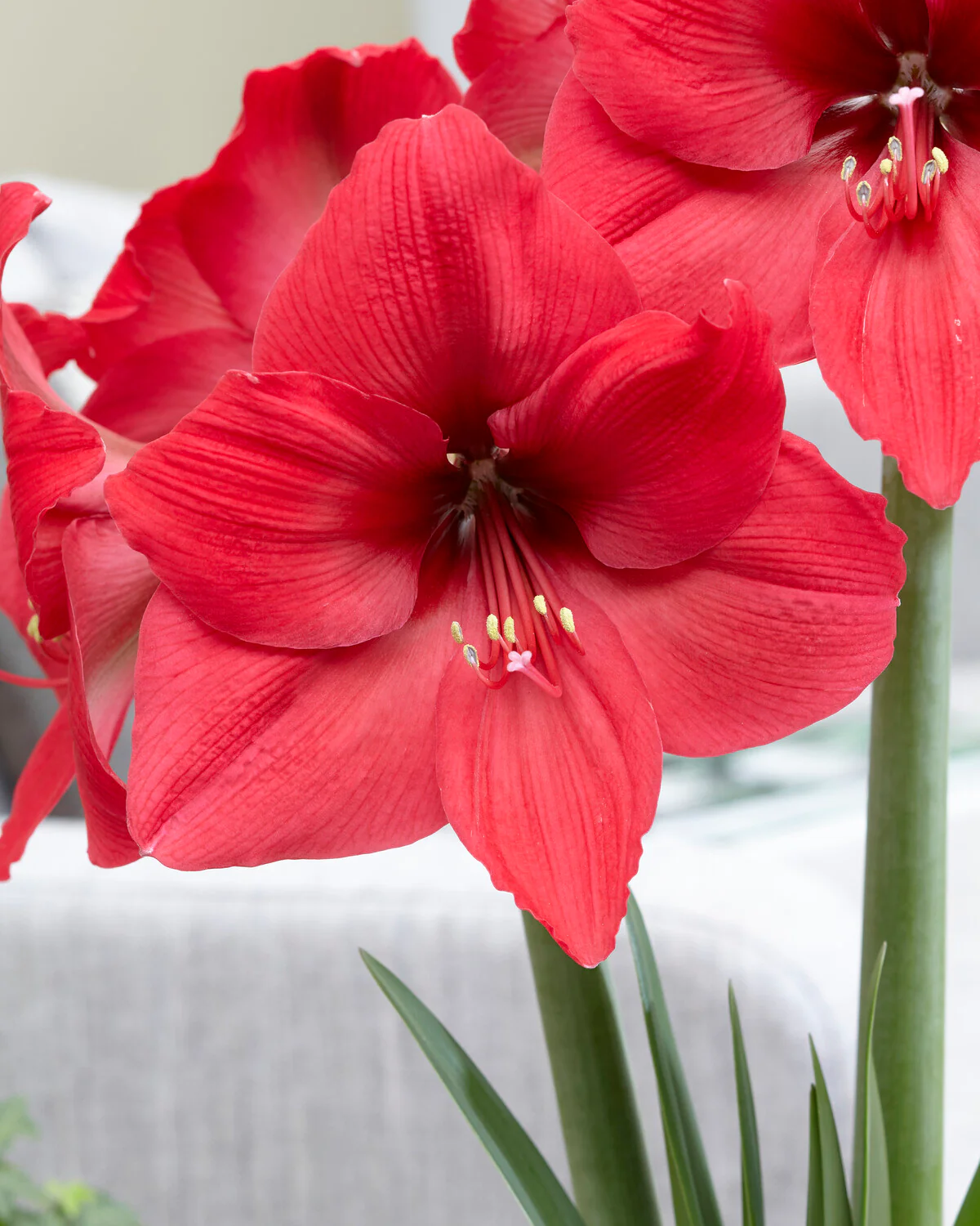 Amaryllis 'Pleasure' - Image 5