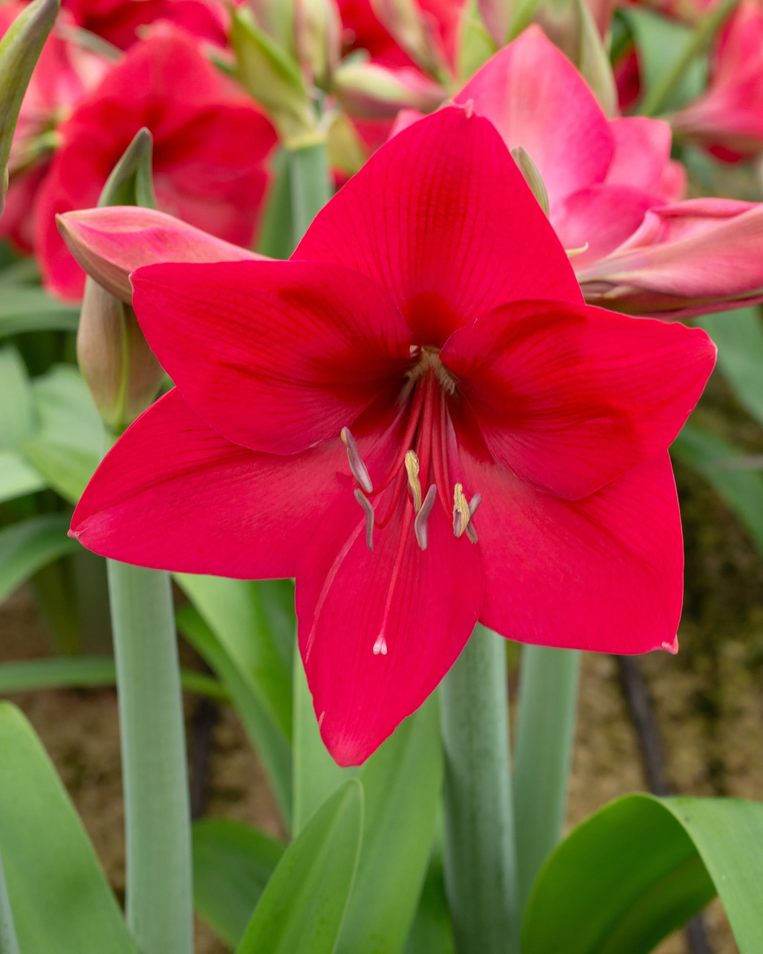 Amaryllis 'Pleasure' - Image 7