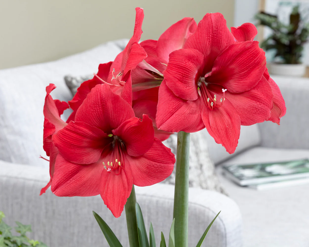 Amaryllis 'Pleasure' - Image 8