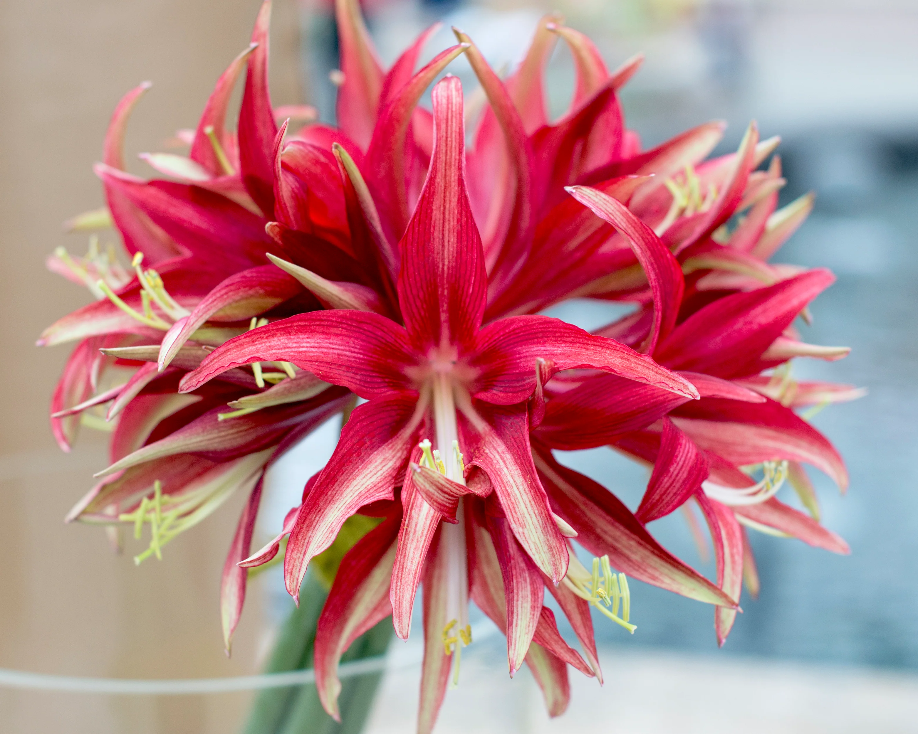 Amaryllis 'Quito' - Image 2