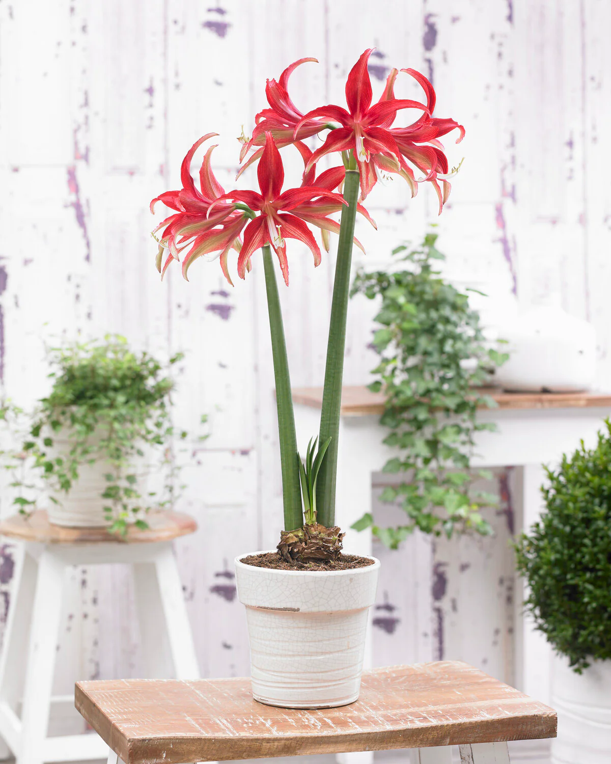 Amaryllis 'Quito' - Image 3