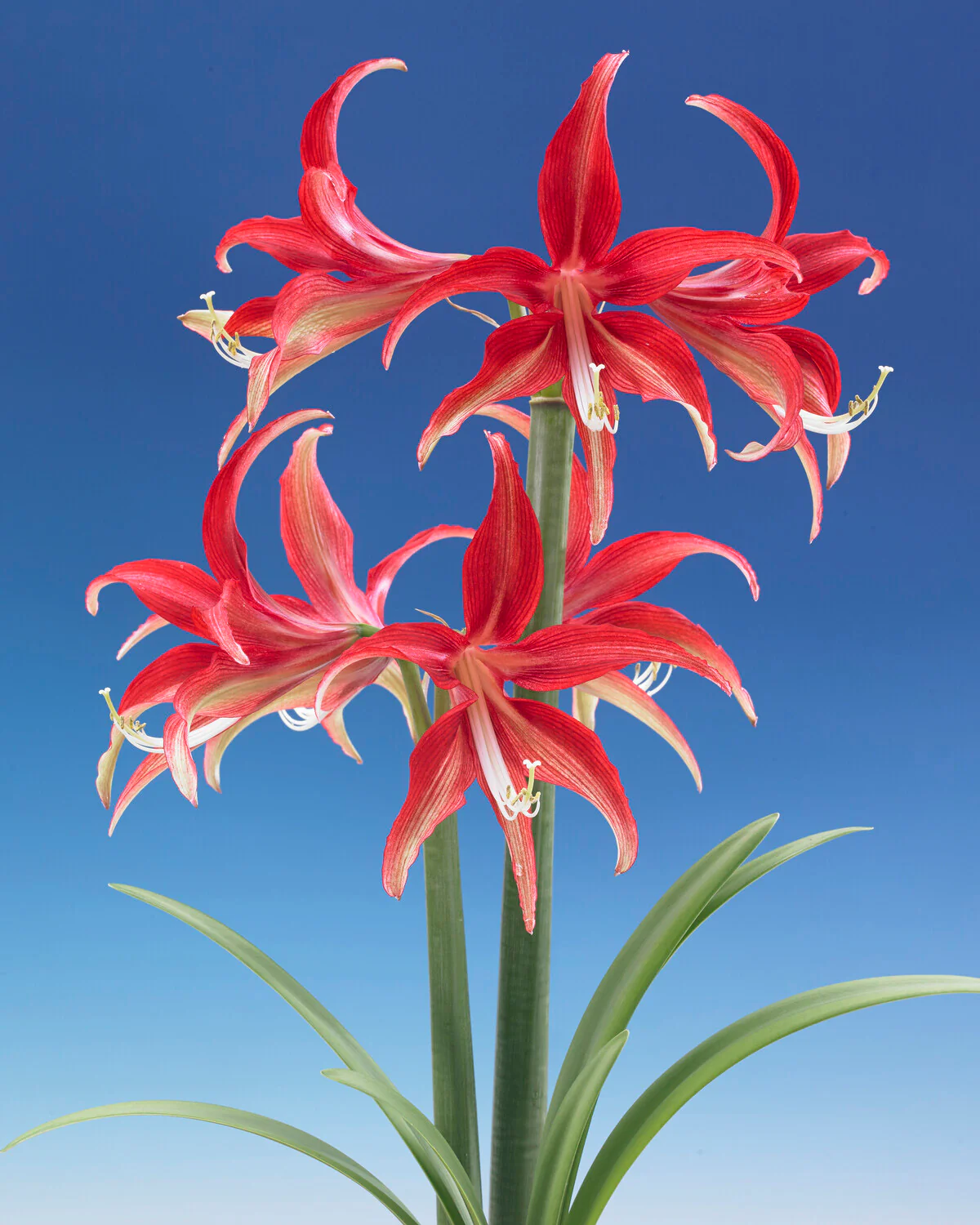 Amaryllis 'Quito' - Image 5