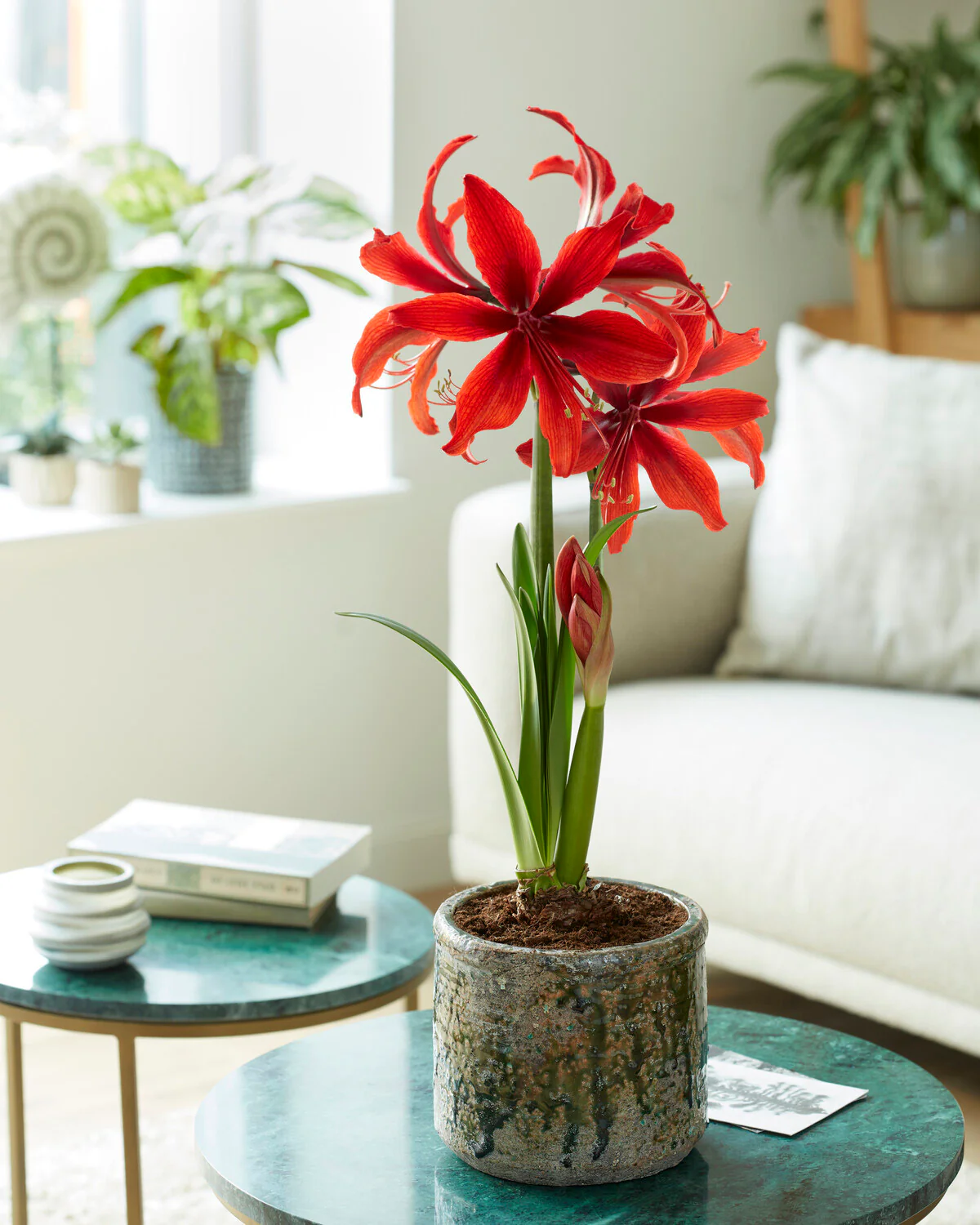 Amaryllis 'Red Amazone' - Image 2