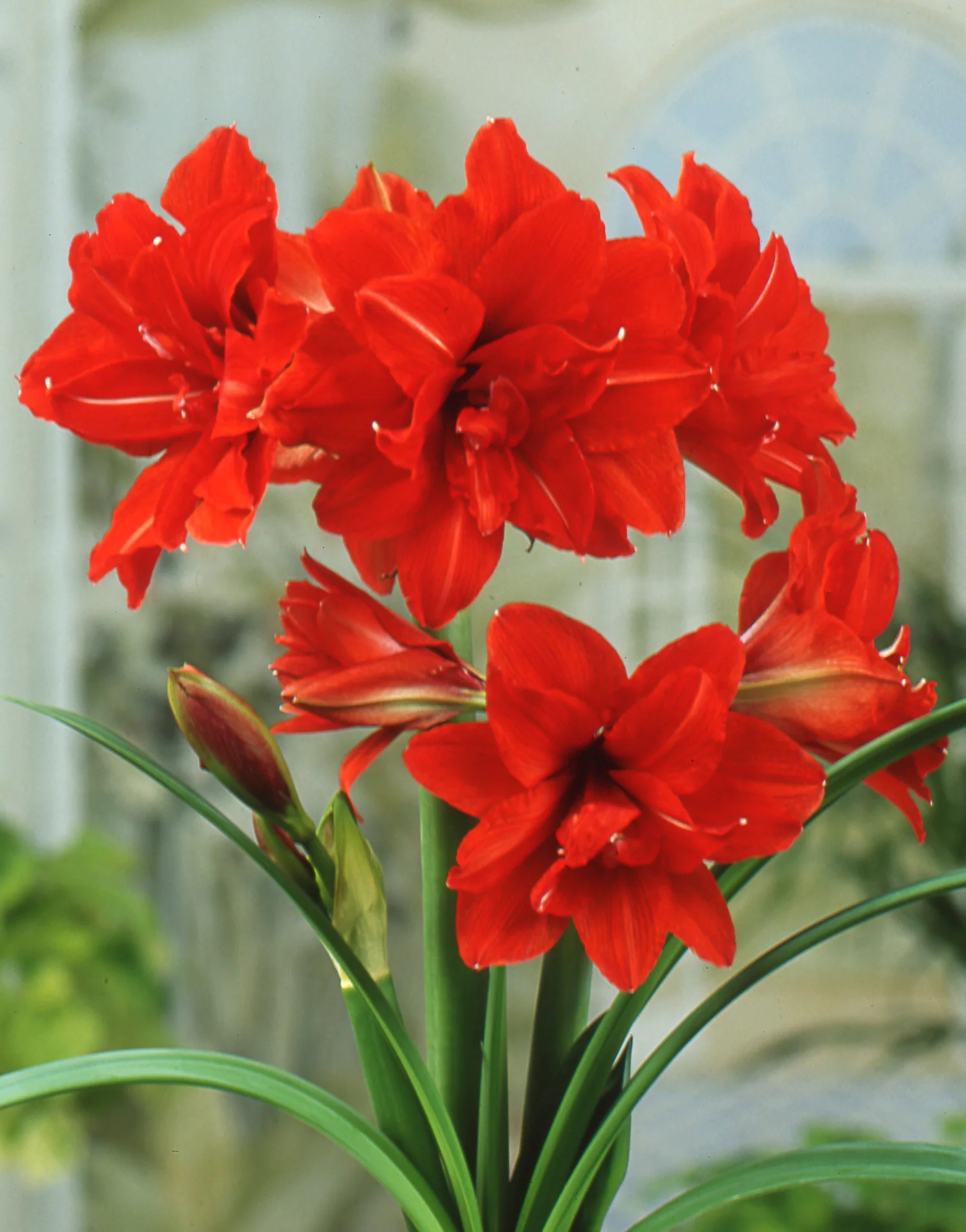 Amaryllis 'Red Peacock' - Image 3