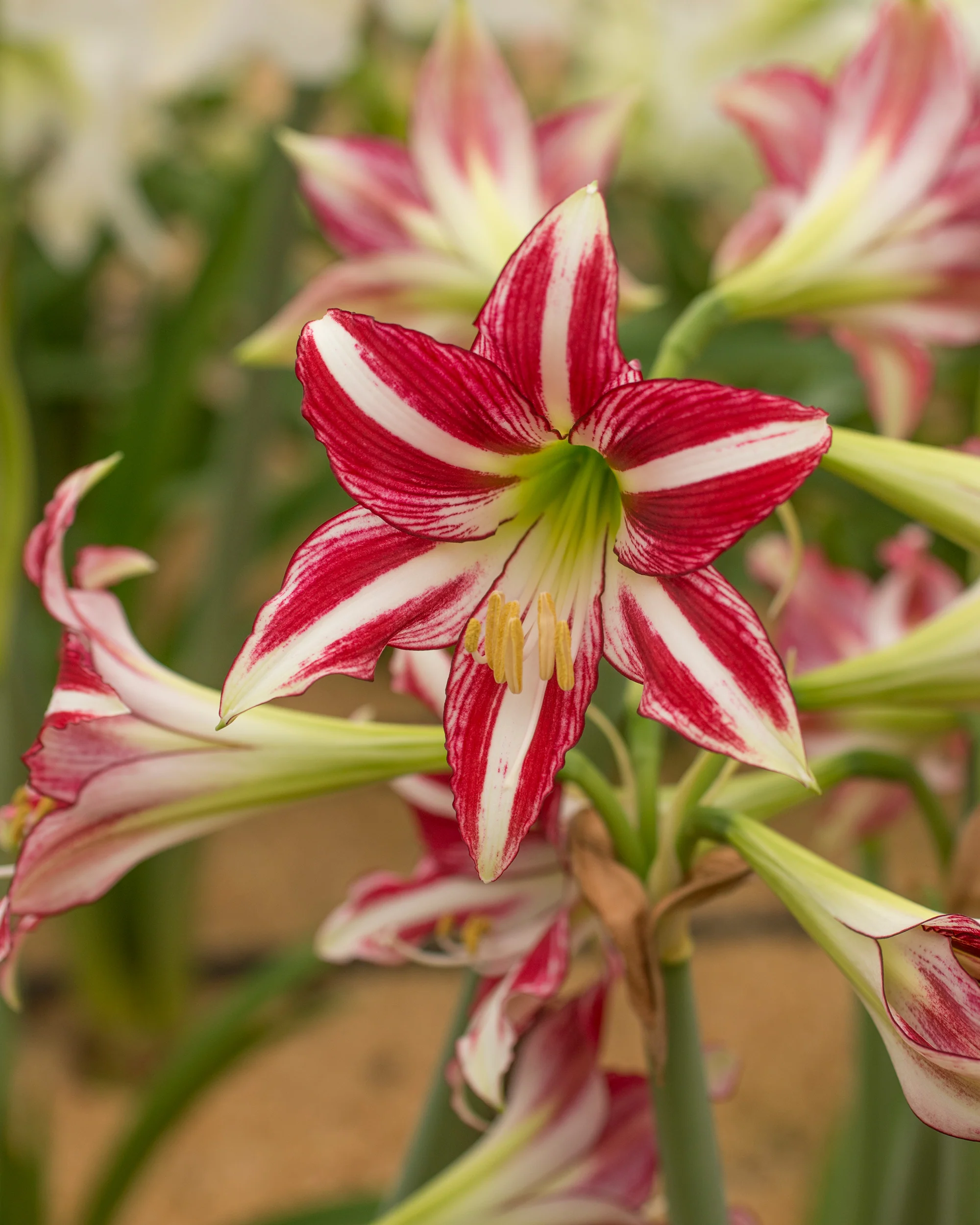 Amaryllis 'Santiago' - Image 4