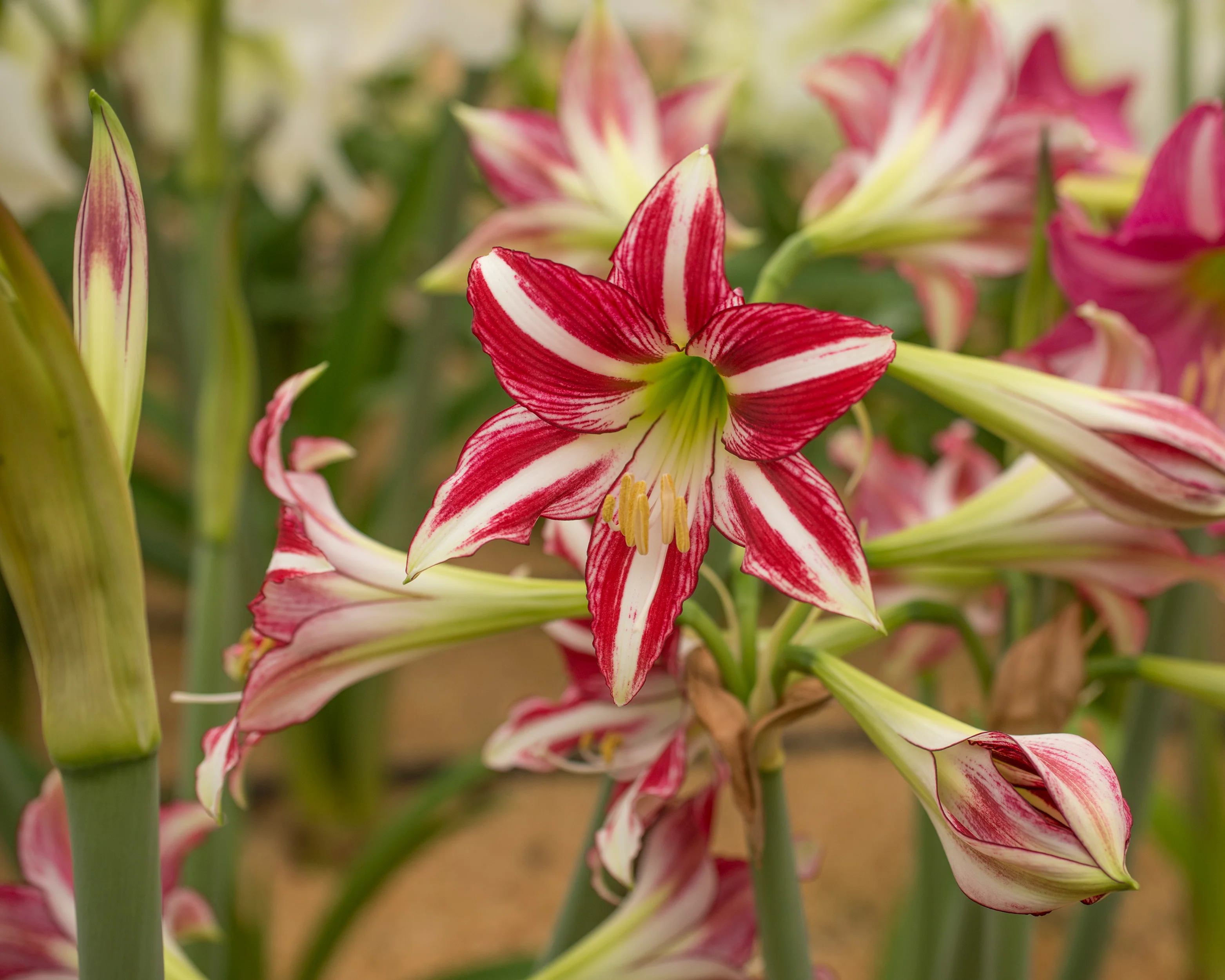 Amaryllis 'Santiago' - Image 7