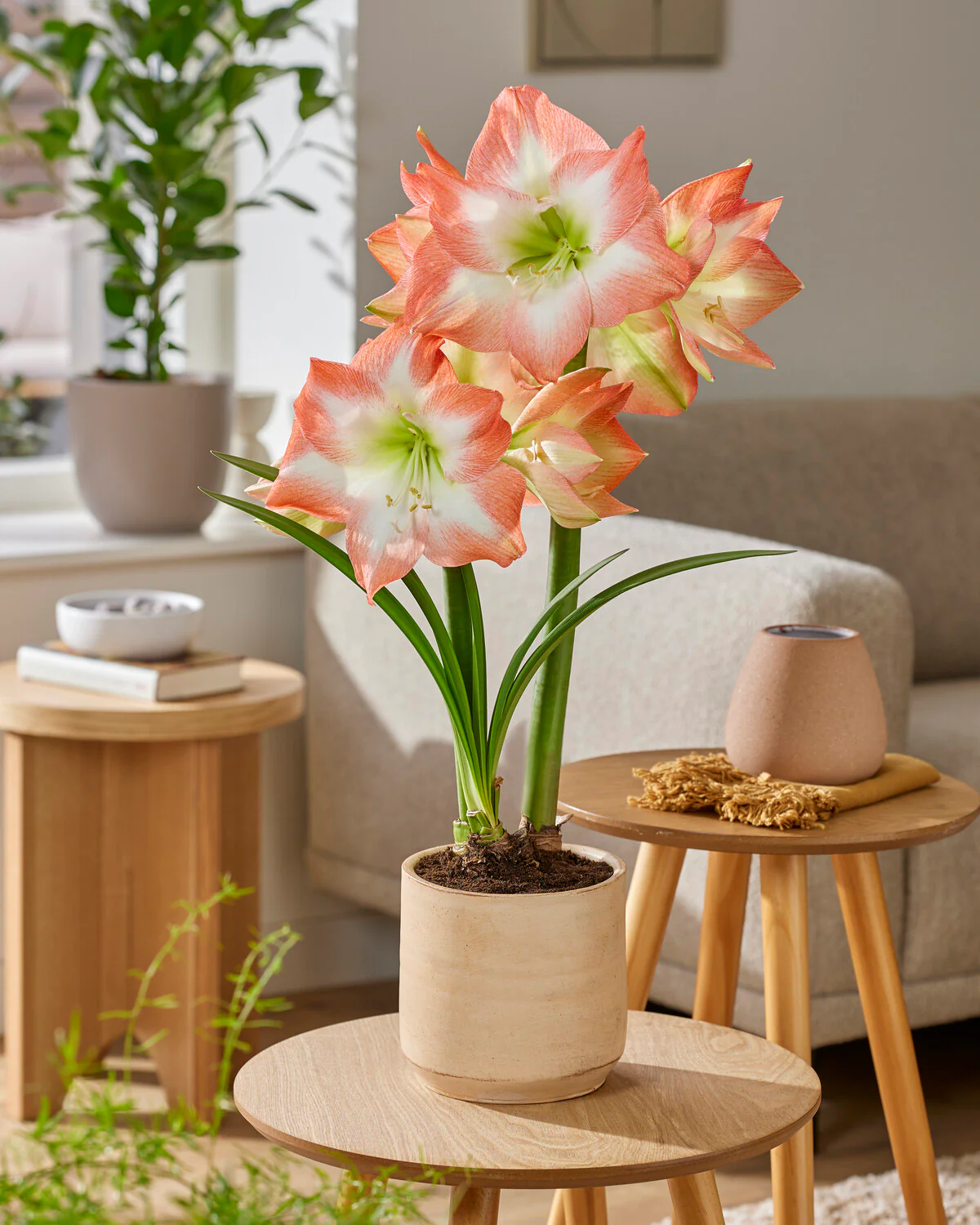 Amaryllis 'Shine Dream' - Image 2