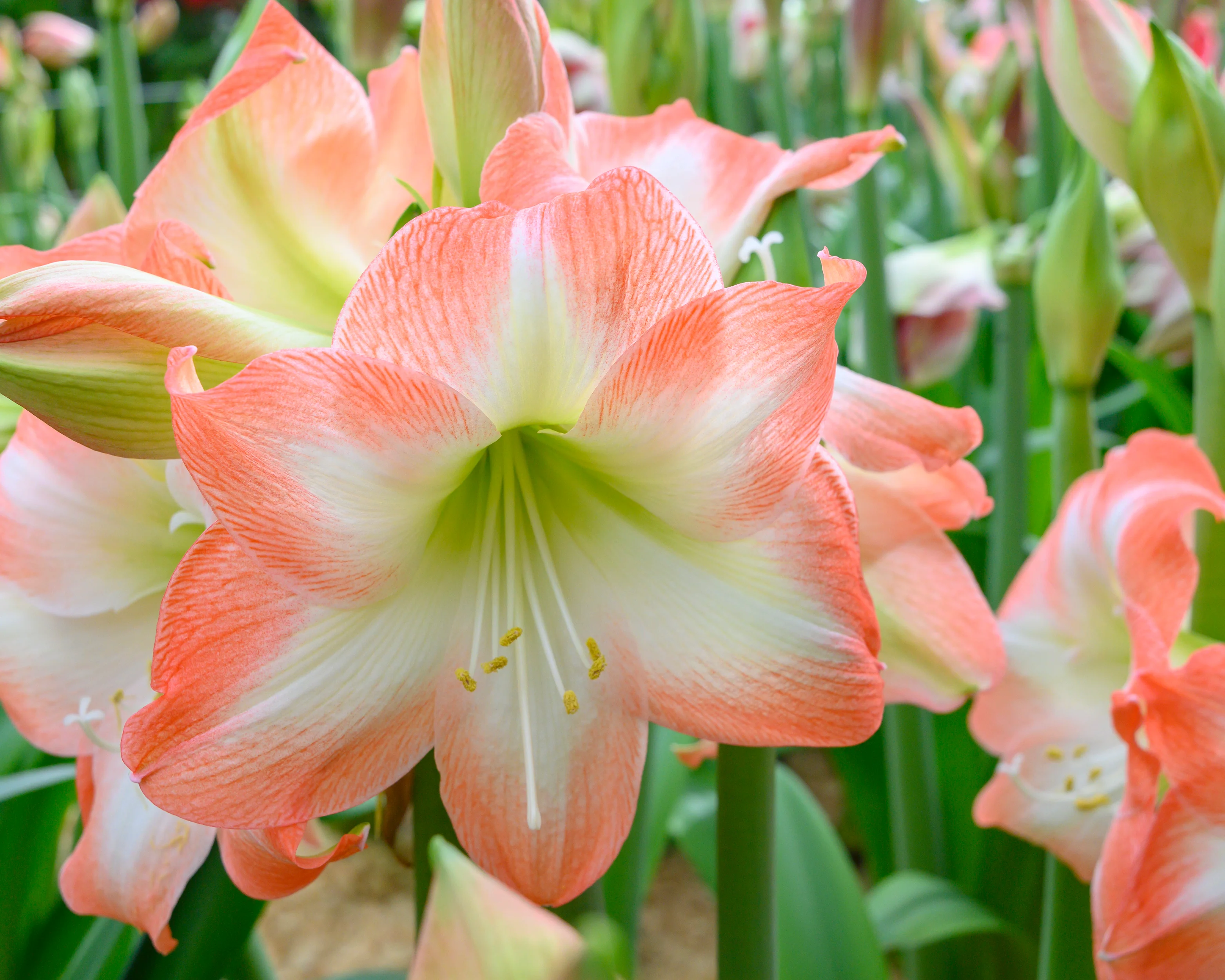 Amaryllis 'Shine Dream' - Image 3