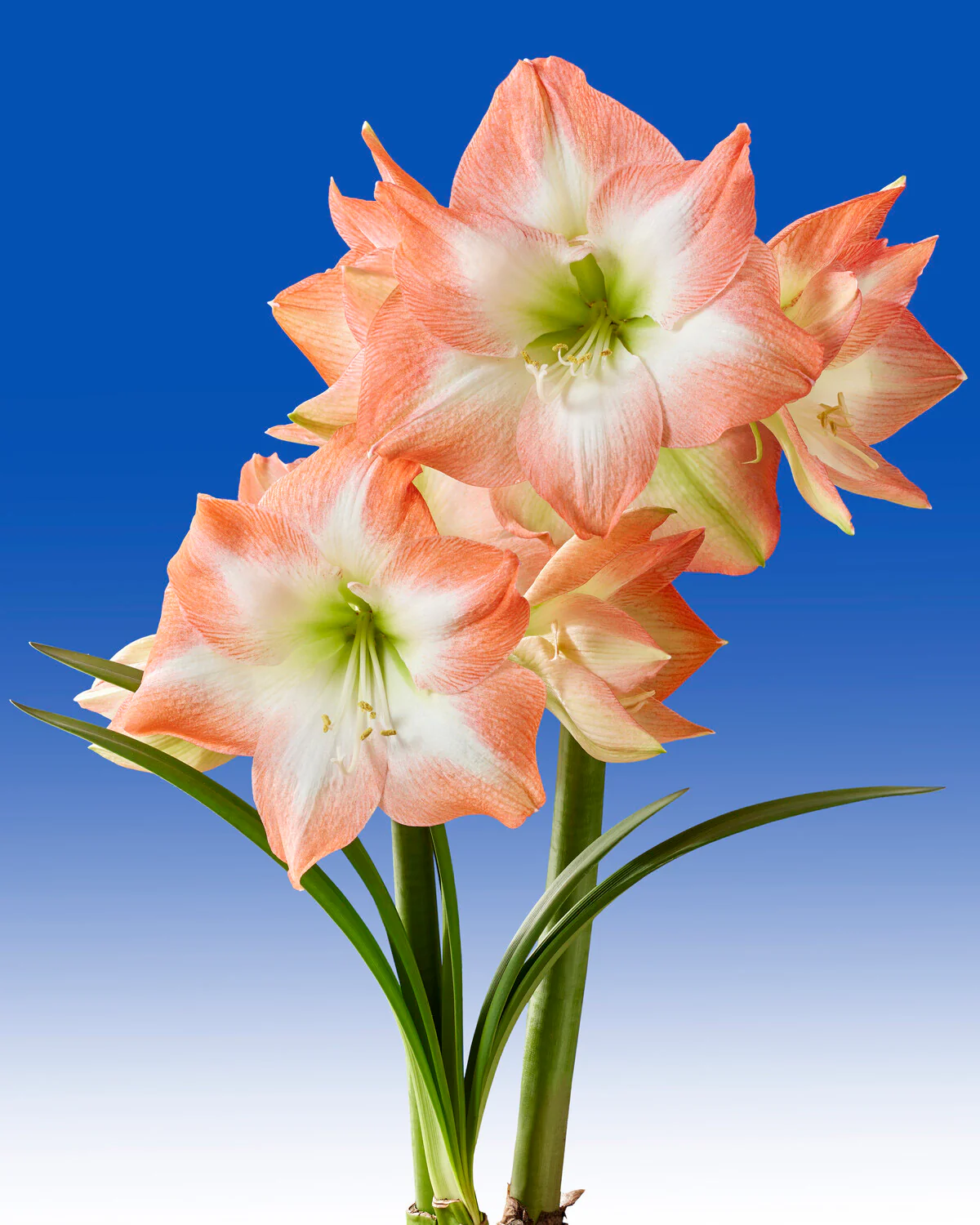 Amaryllis 'Shine Dream' - Image 5