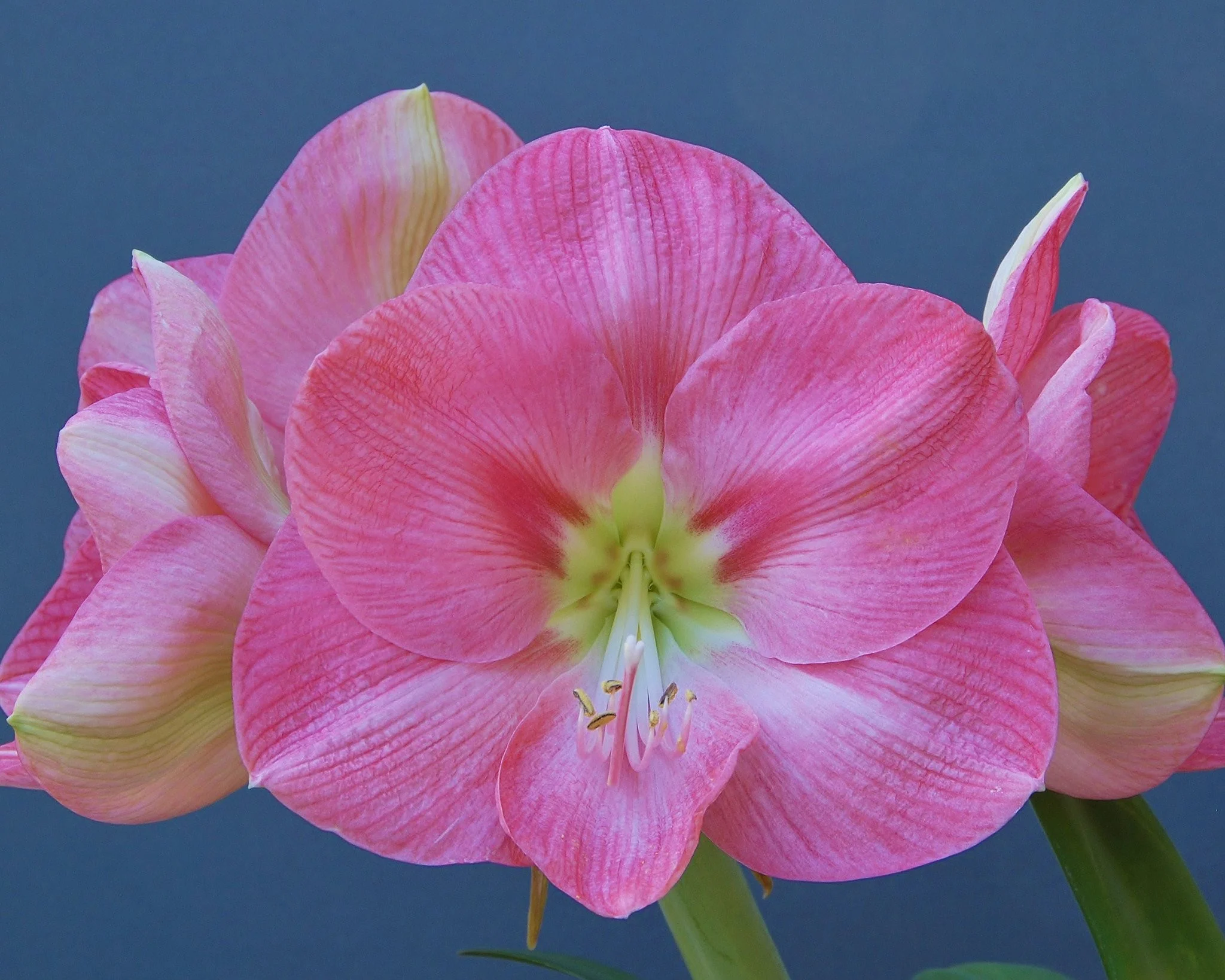 Amaryllis 'Susan' - Image 3
