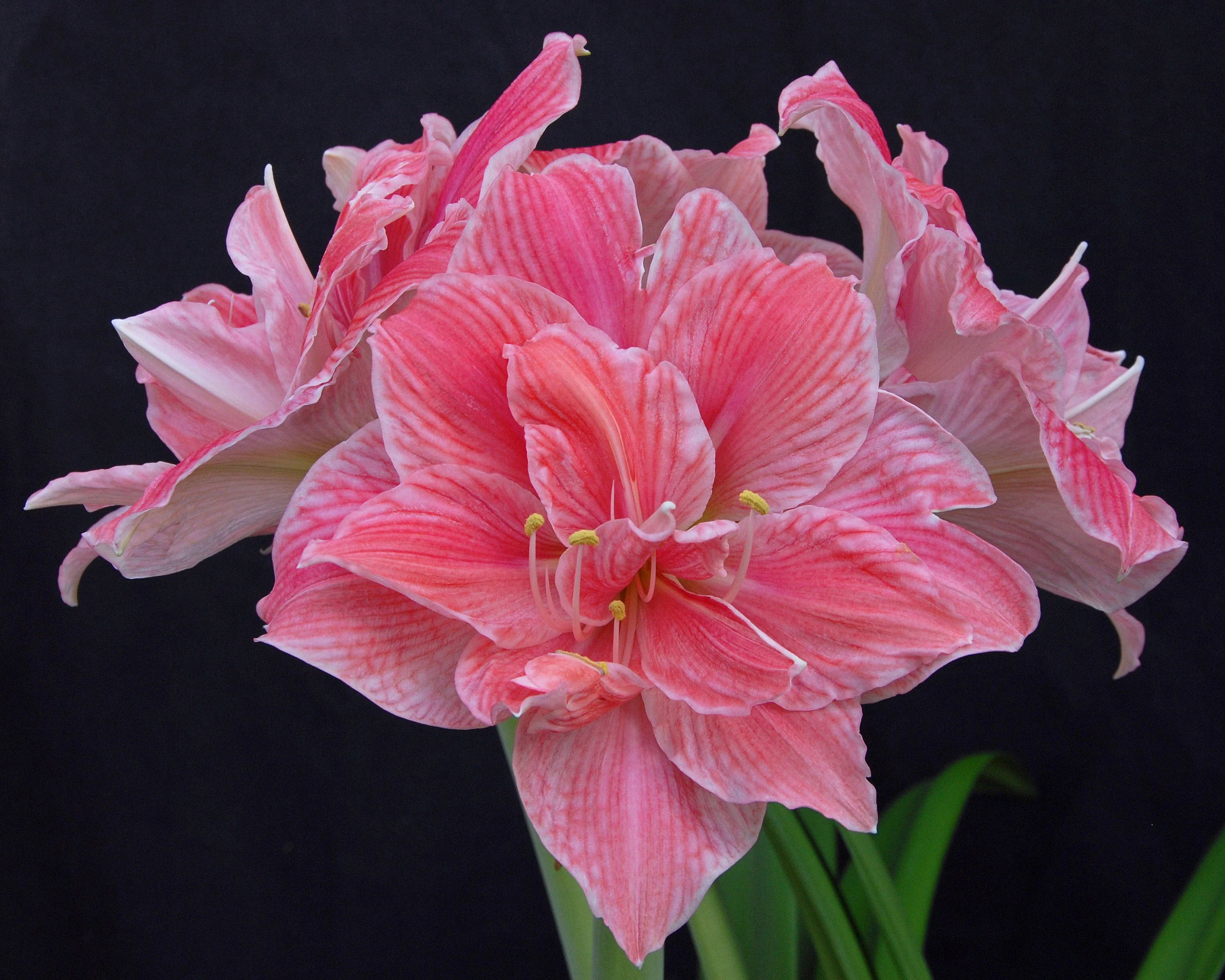 Amaryllis 'Sweet Nymph' - Image 10