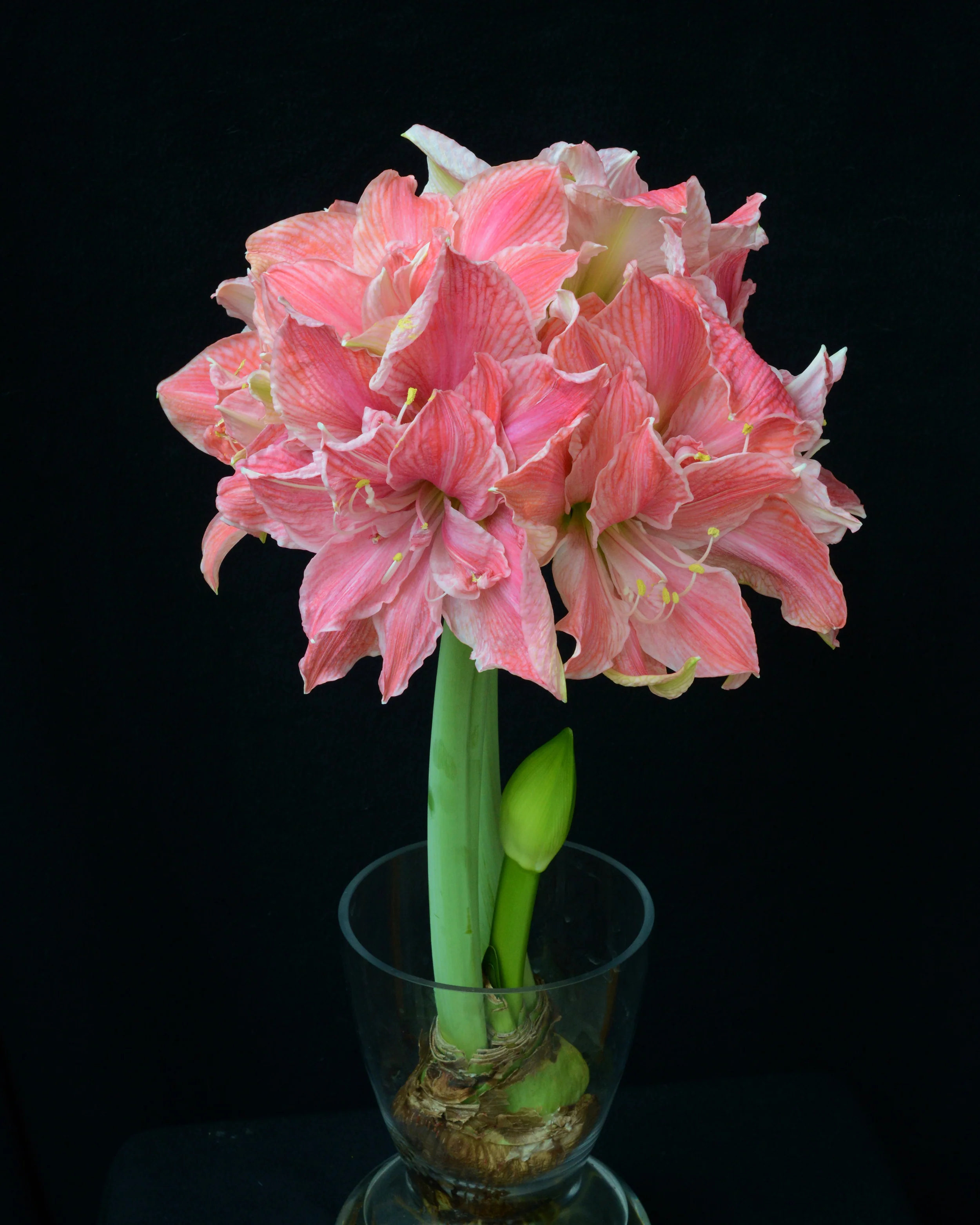 Amaryllis 'Sweet Nymph' - Image 8
