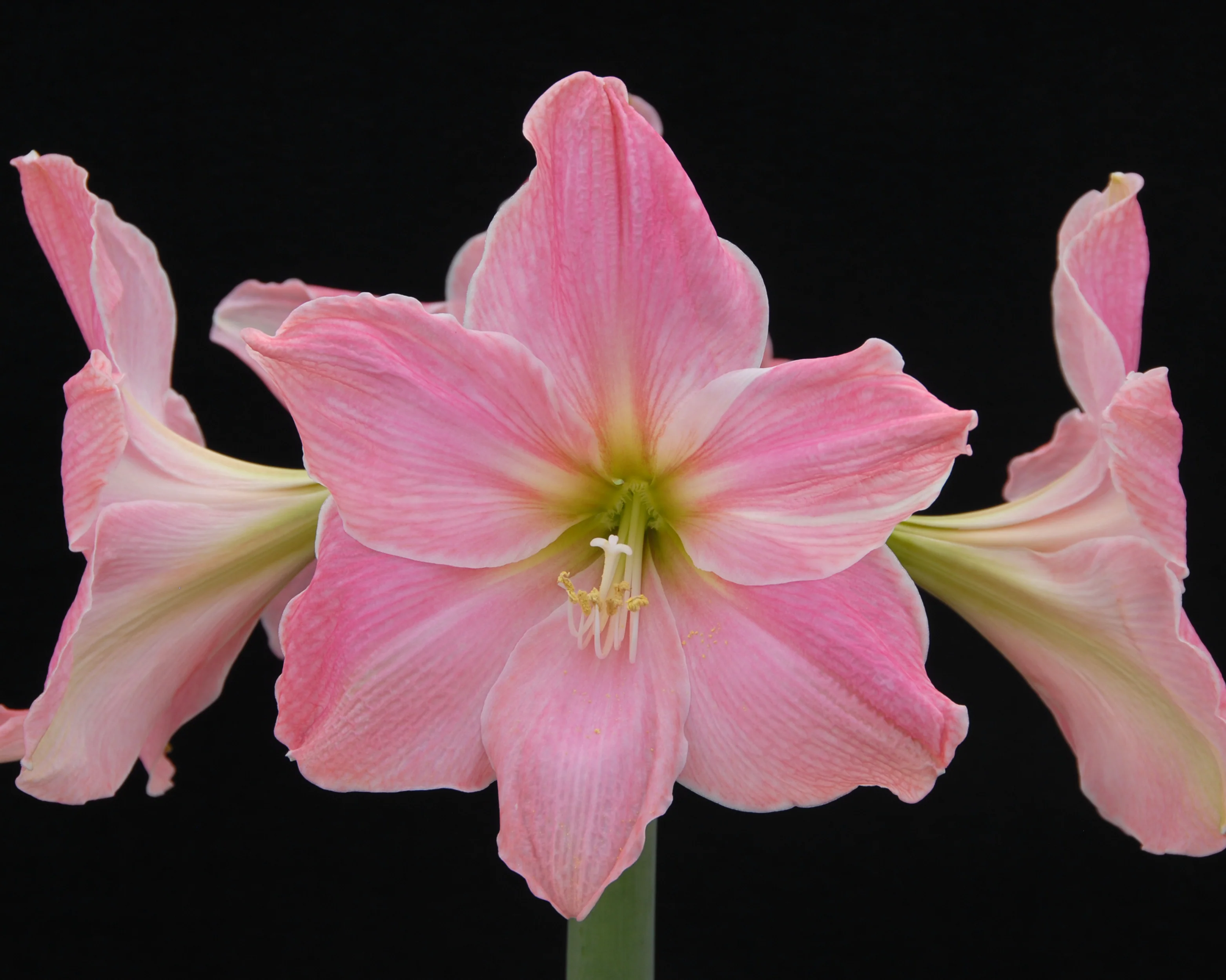 Amaryllis 'Sweet Star' - Image 10