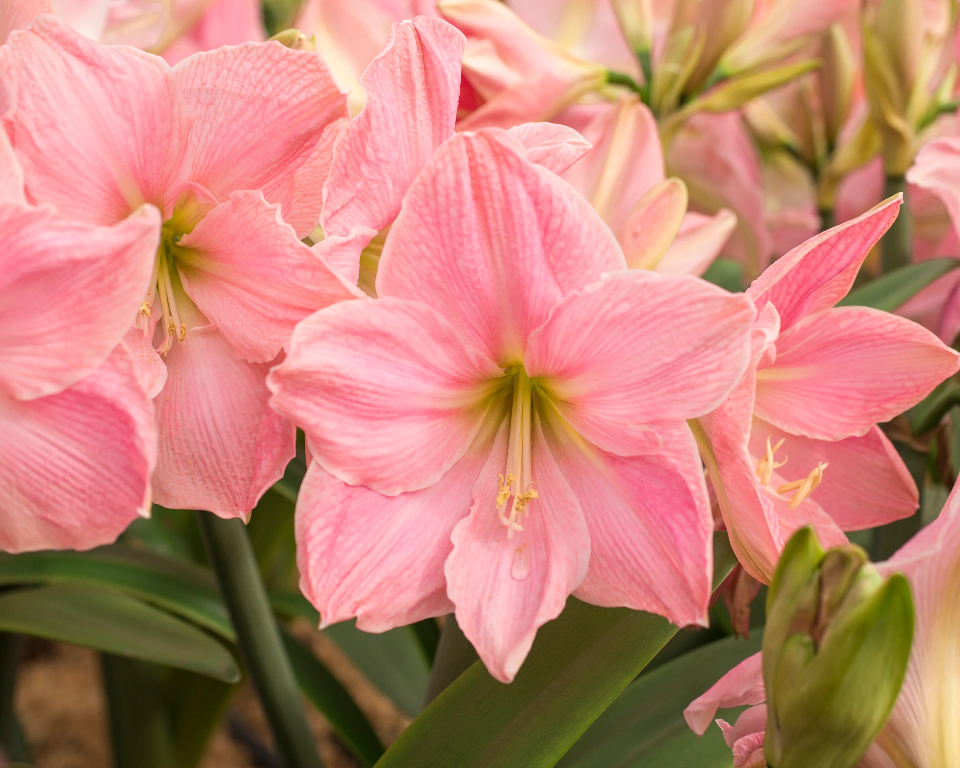 Amaryllis 'Sweet Star' - Image 2