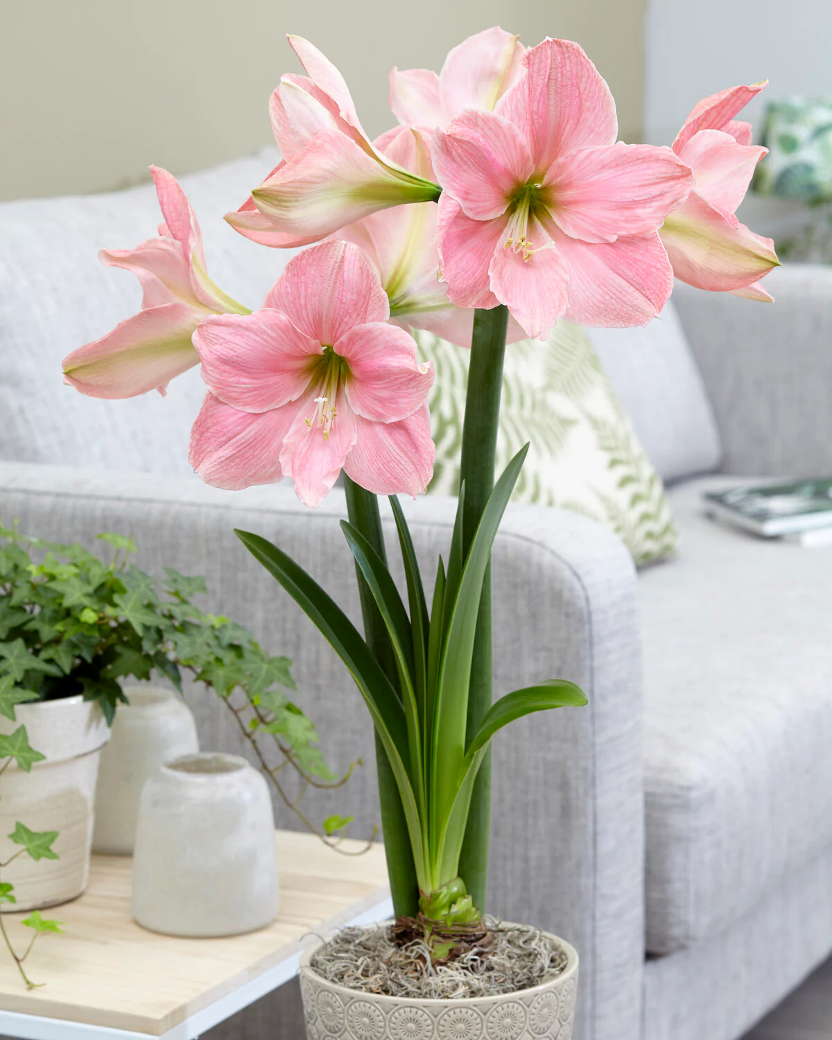 Amaryllis 'Sweet Star' - Image 3