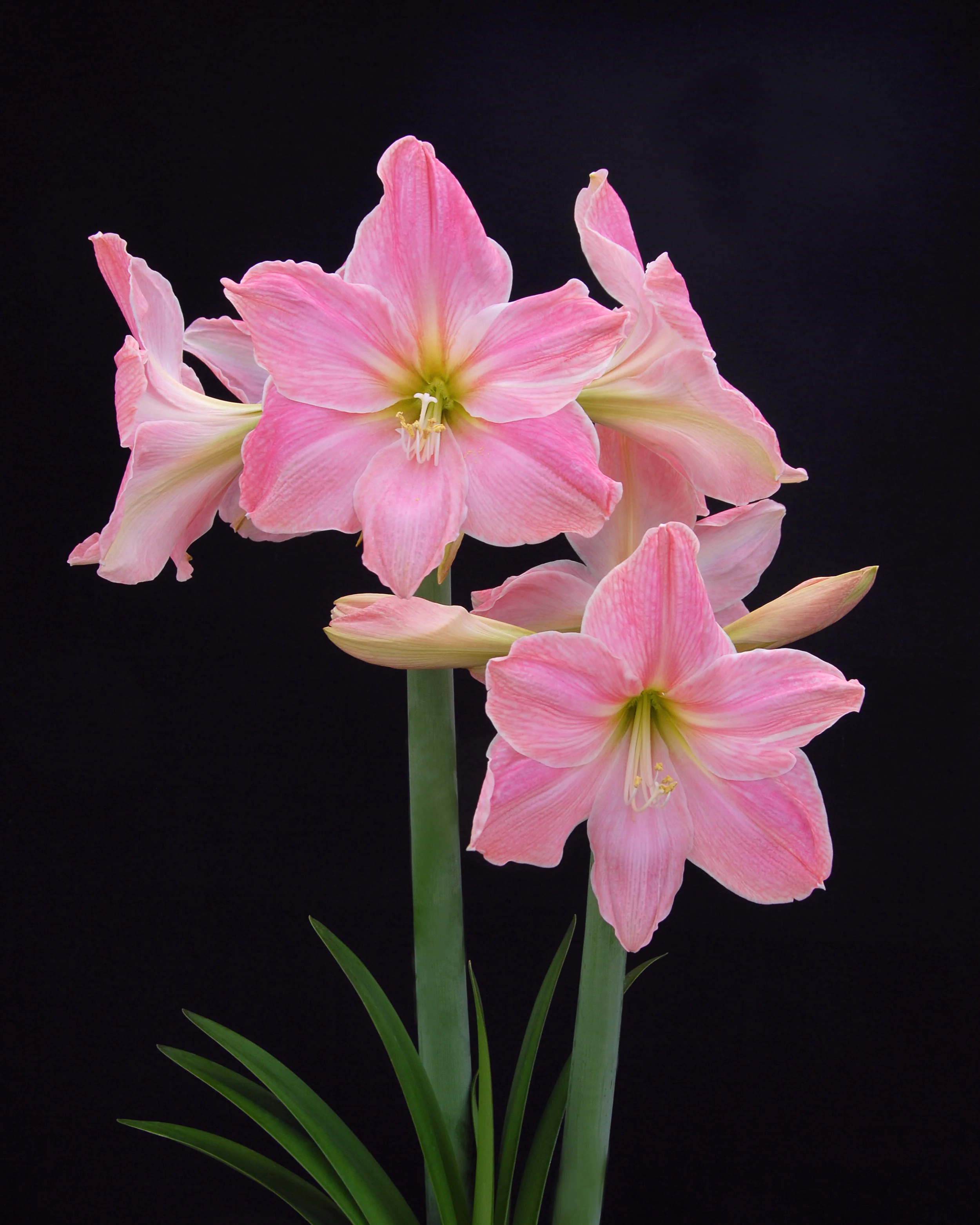 Amaryllis 'Sweet Star' - Image 5