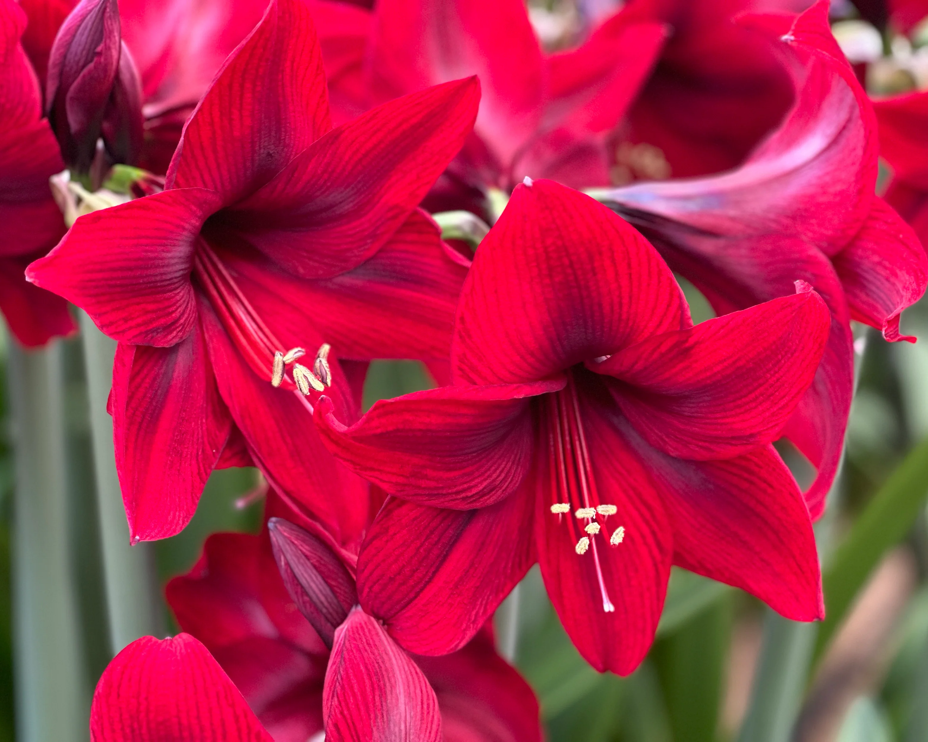 Amaryllis 'Tabasco' - Image 4