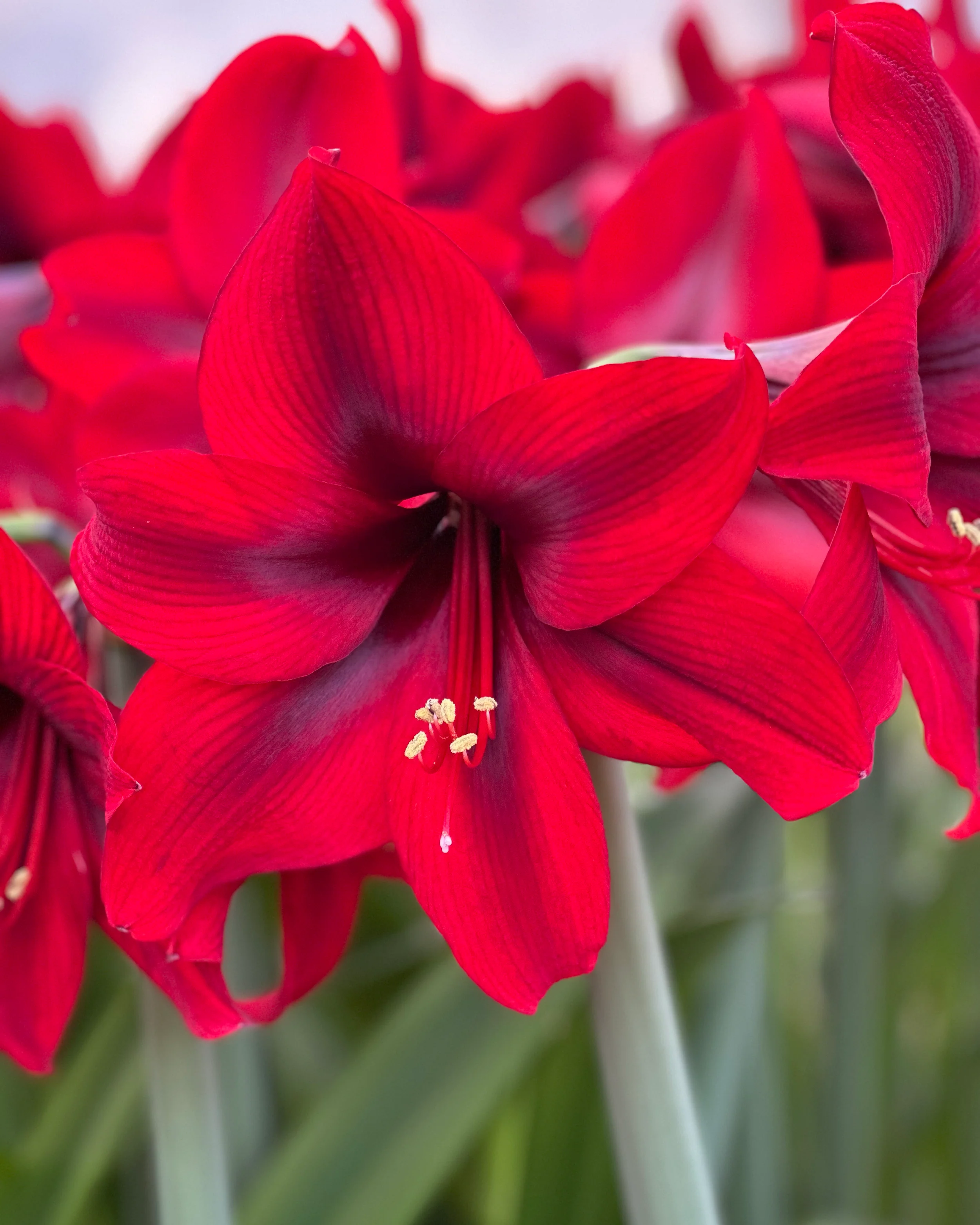 Amaryllis 'Tabasco' - Image 5