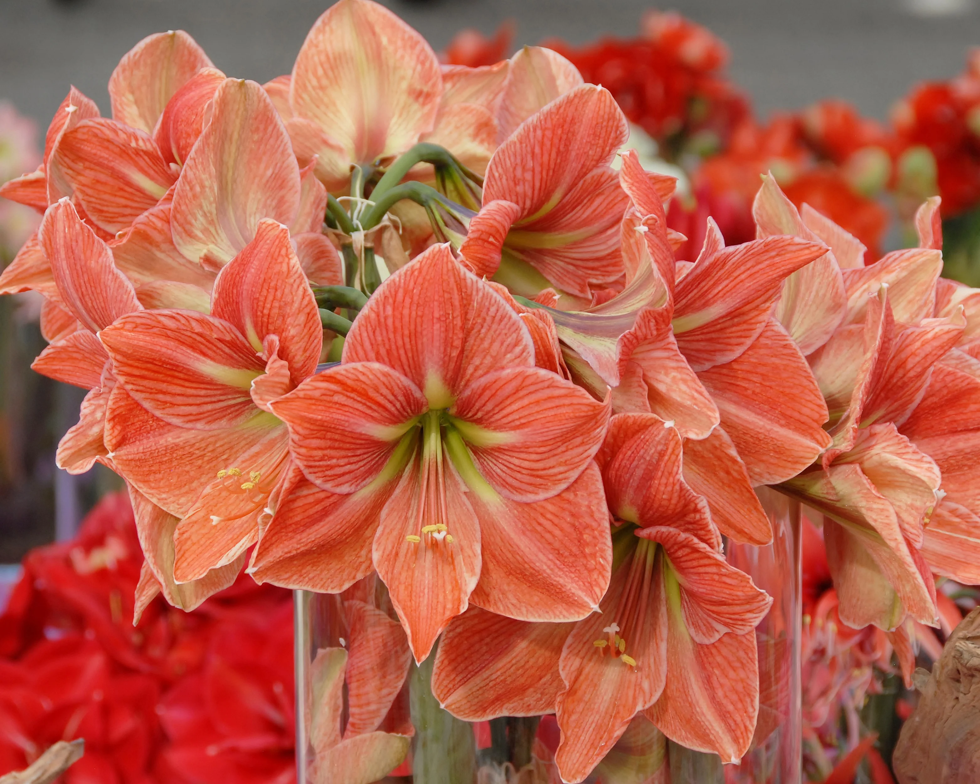 Amaryllis 'Terra Cotta Star' - Image 2