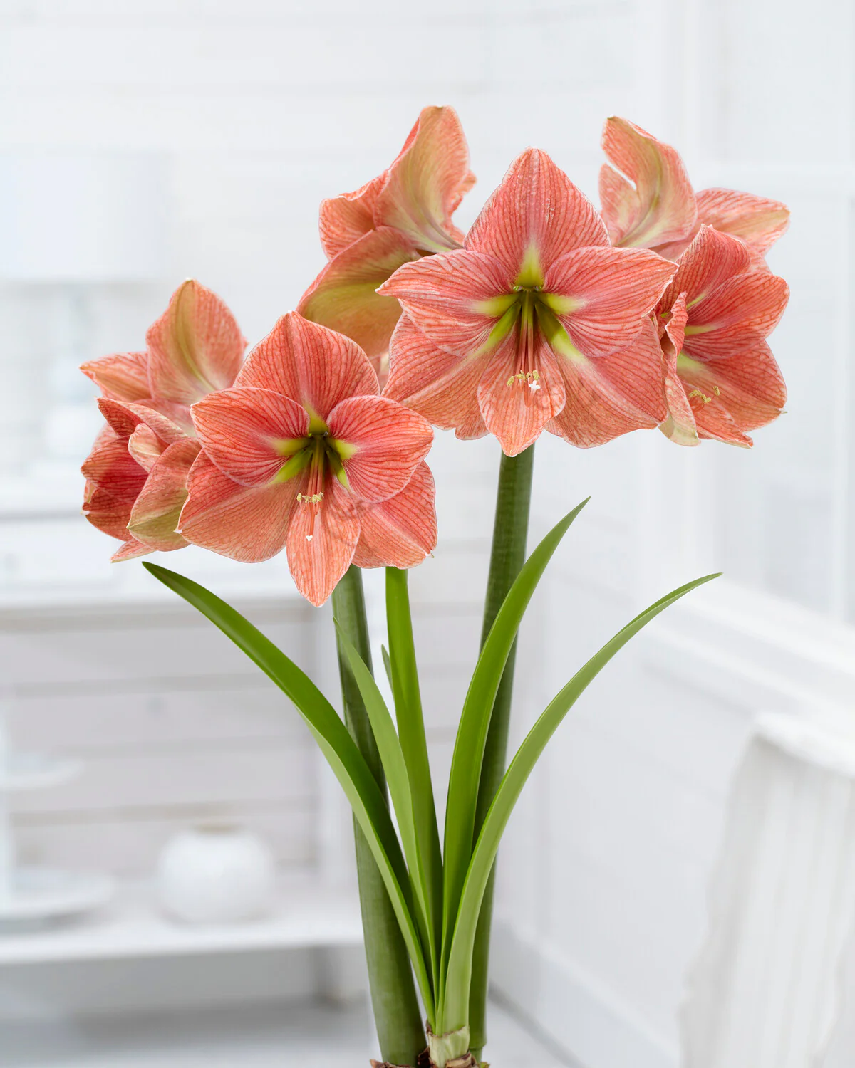 Amaryllis 'Terra Cotta Star' - Image 3