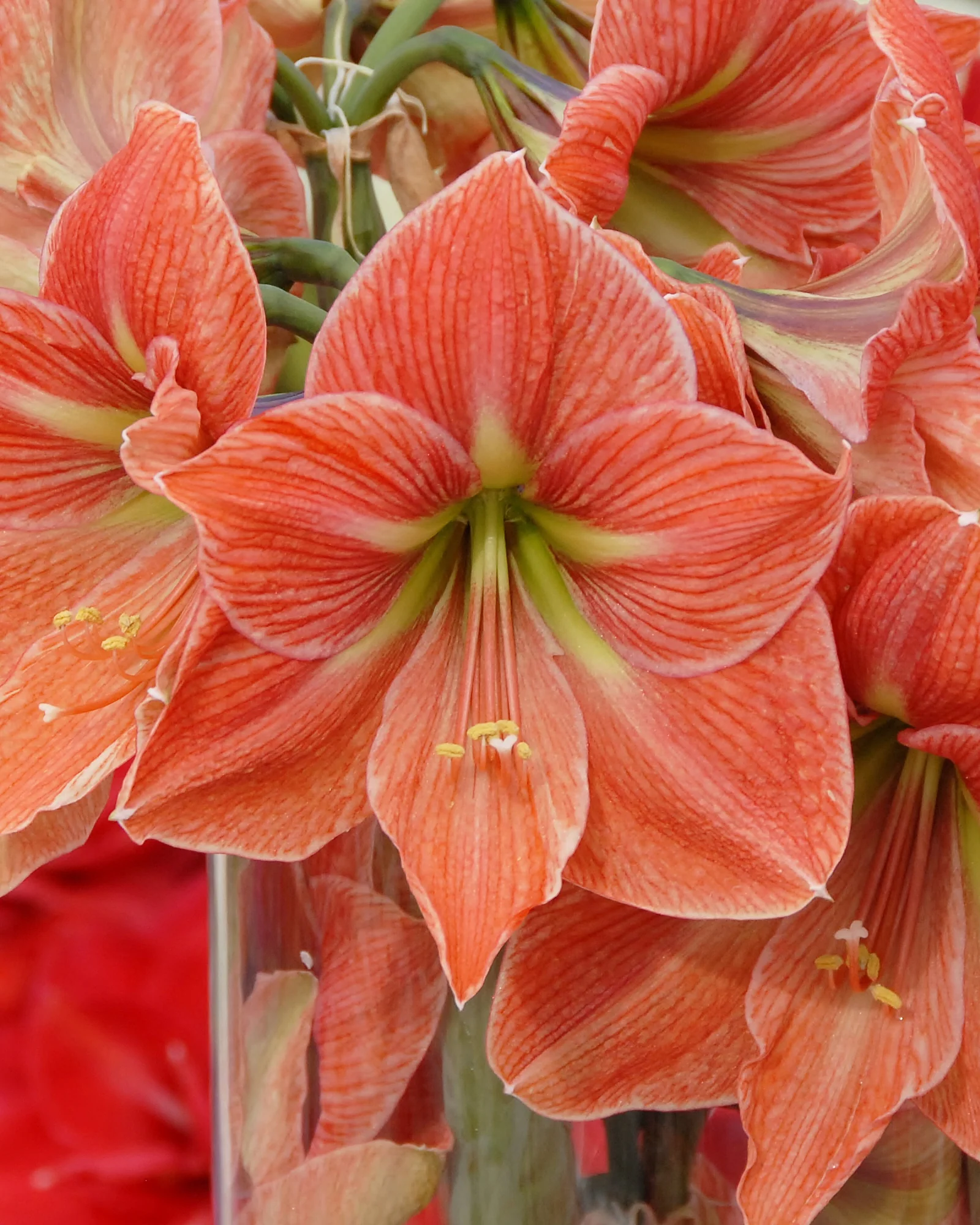 Amaryllis 'Terra Cotta Star' - Image 4