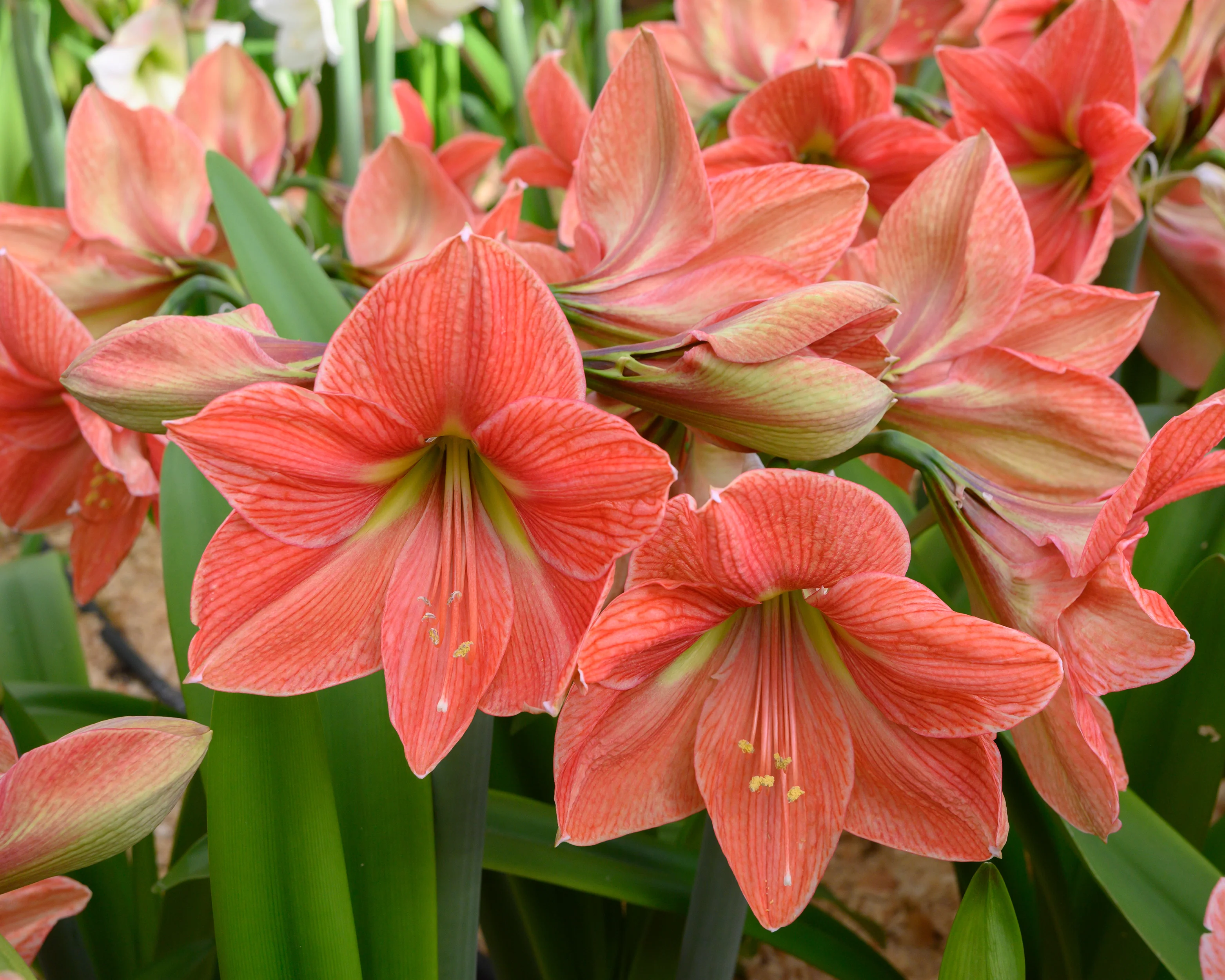 Amaryllis 'Terra Cotta Star' - Image 6