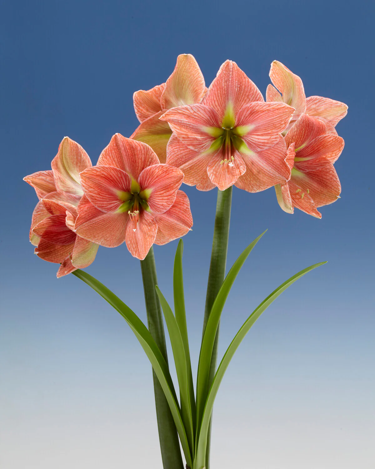 Amaryllis 'Terra Cotta Star' - Image 8