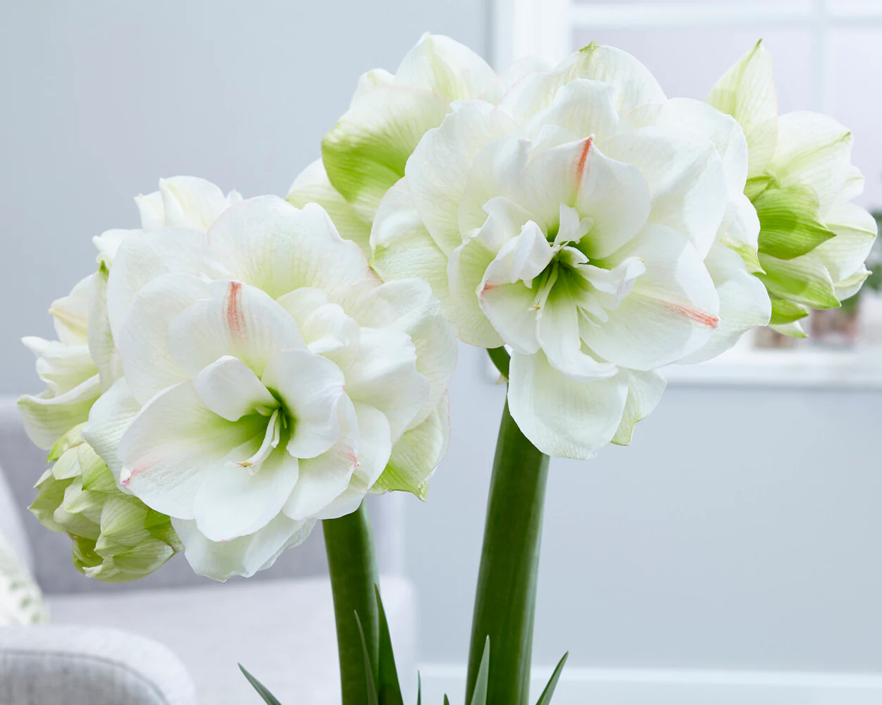 Amaryllis 'White Amadeus' - Image 2