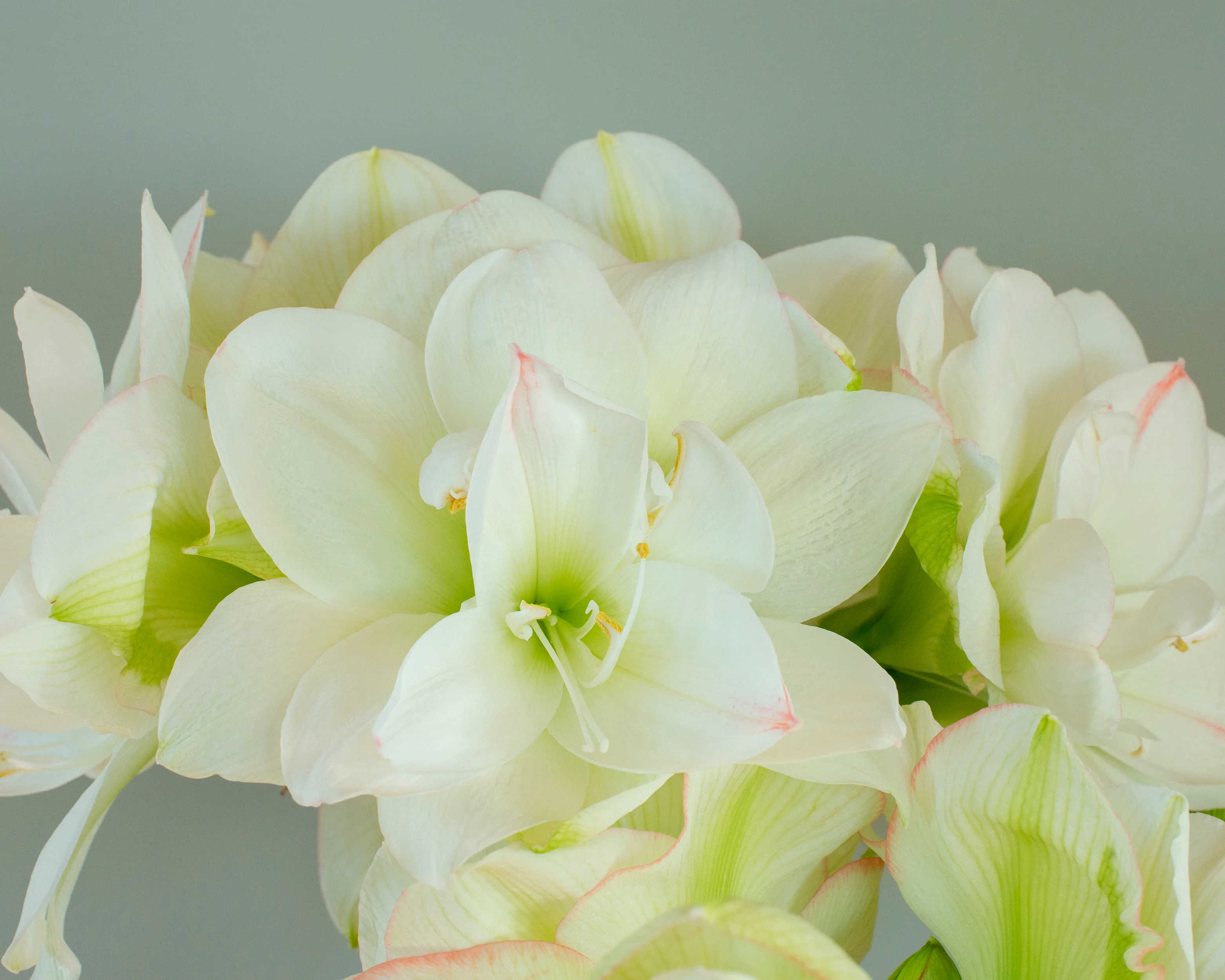 Amaryllis 'White Amadeus' - Image 4