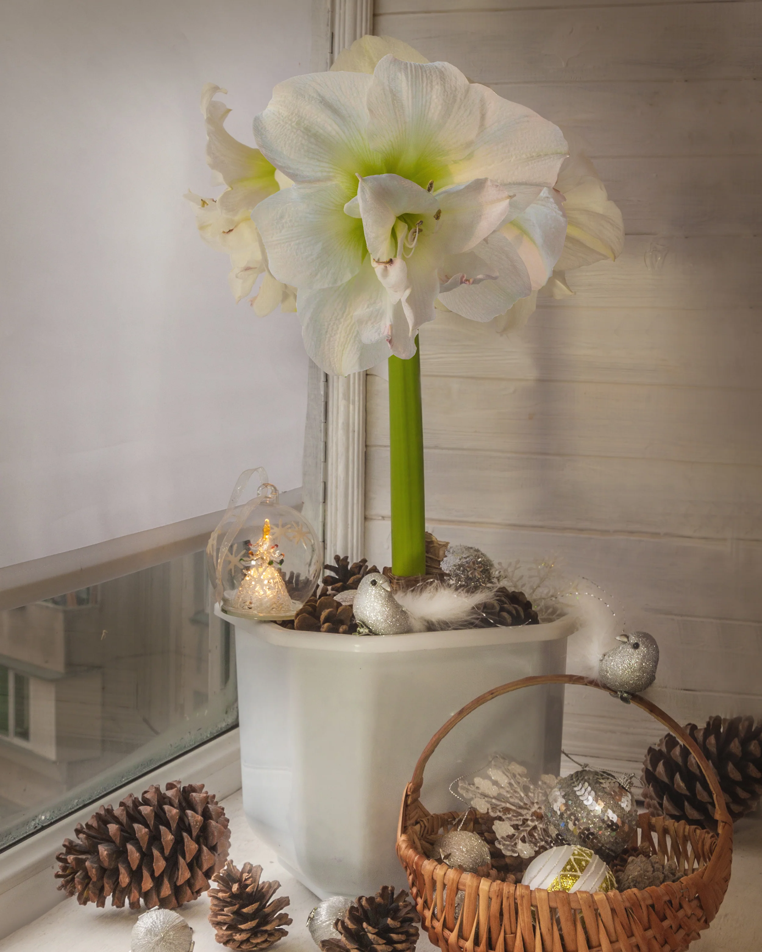 Amaryllis 'White Amadeus' - Image 7