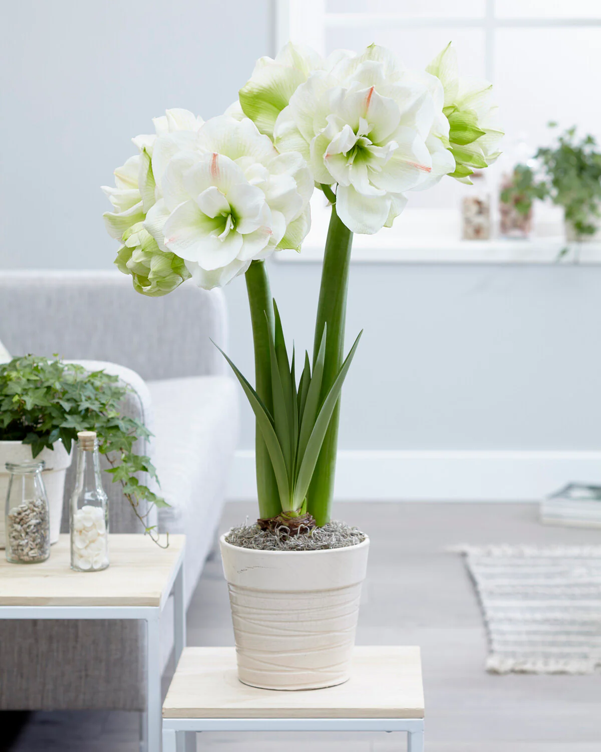 Amaryllis 'White Amadeus' - Image 9