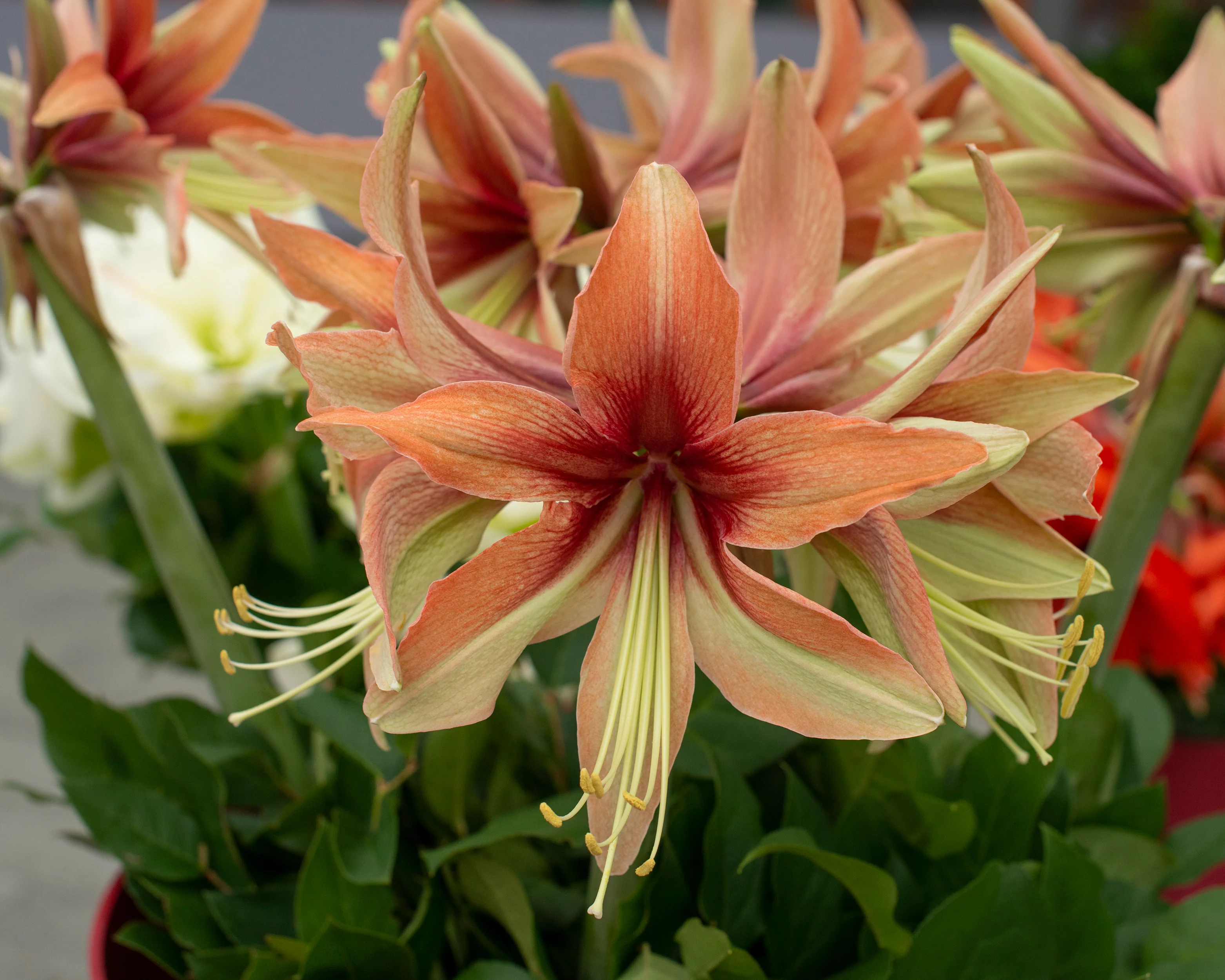 Amaryllis 'Wild Amazone' - Image 10