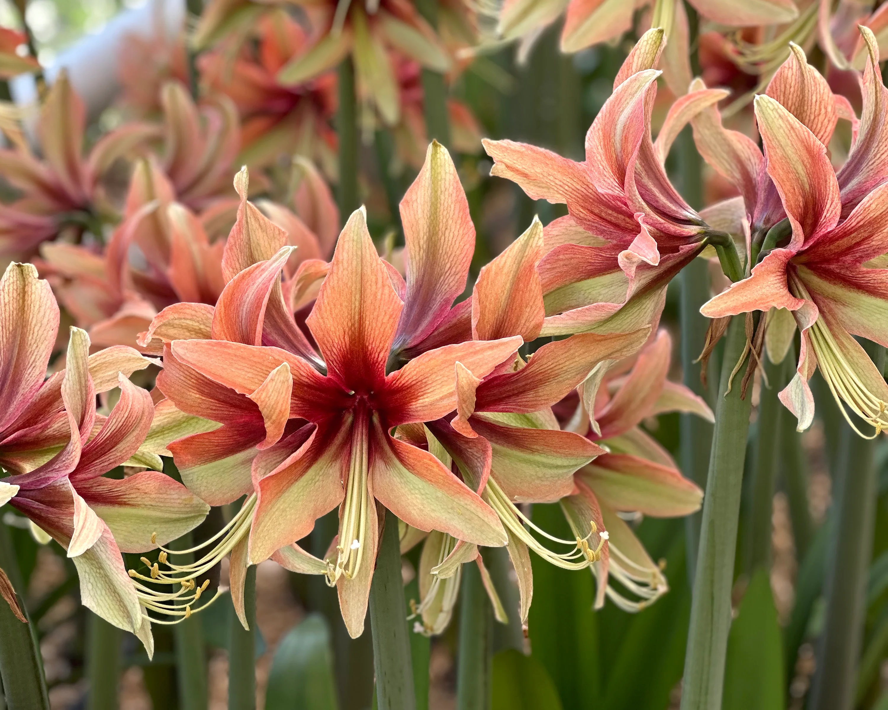 Amaryllis 'Wild Amazone' - Image 2