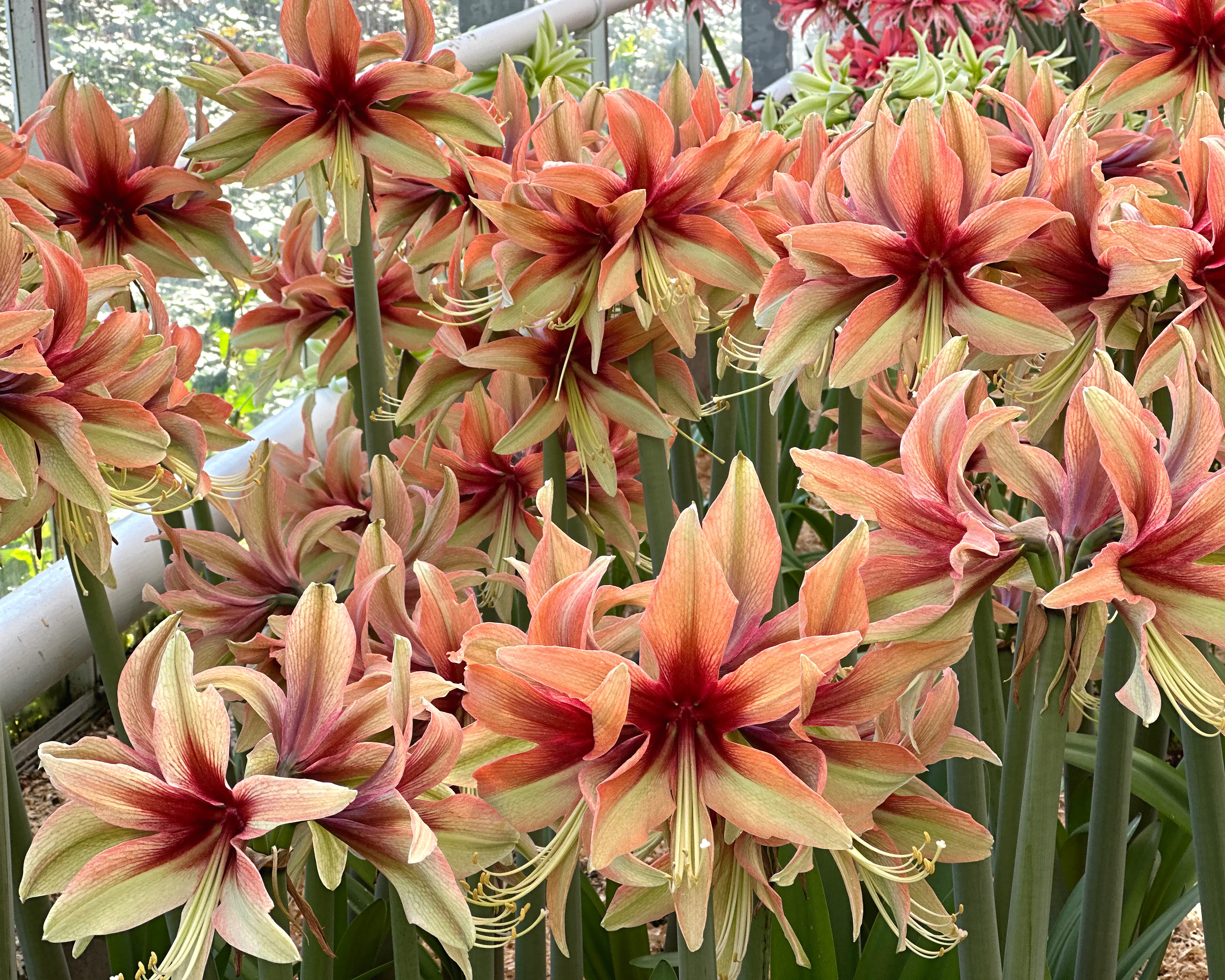 Amaryllis 'Wild Amazone' - Image 4