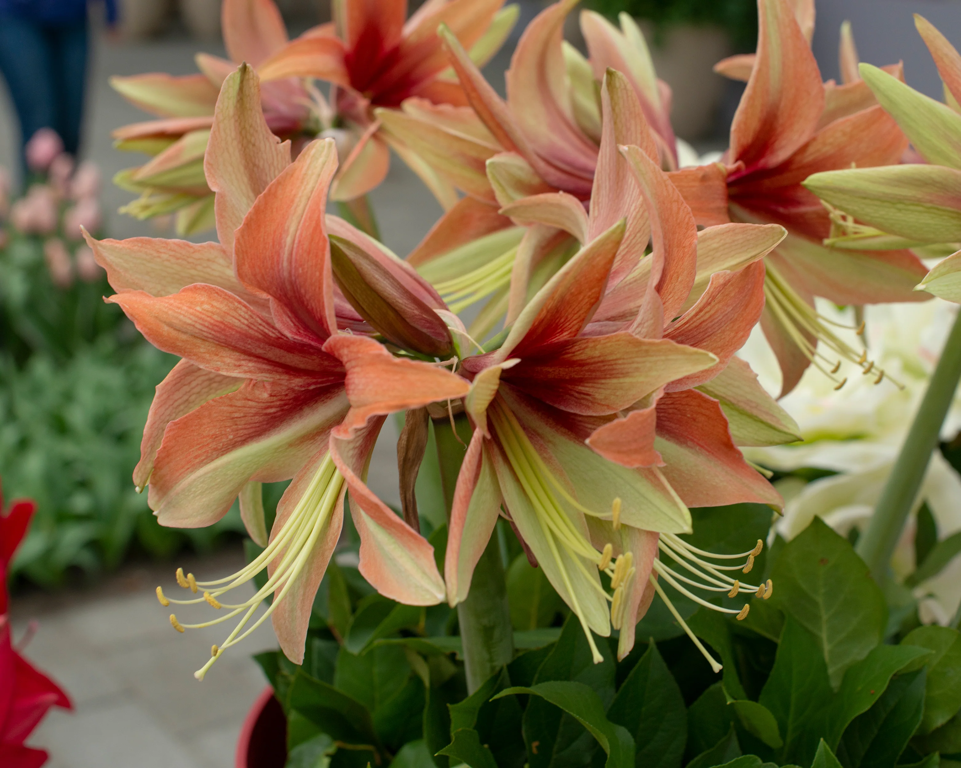 Amaryllis 'Wild Amazone' - Image 5