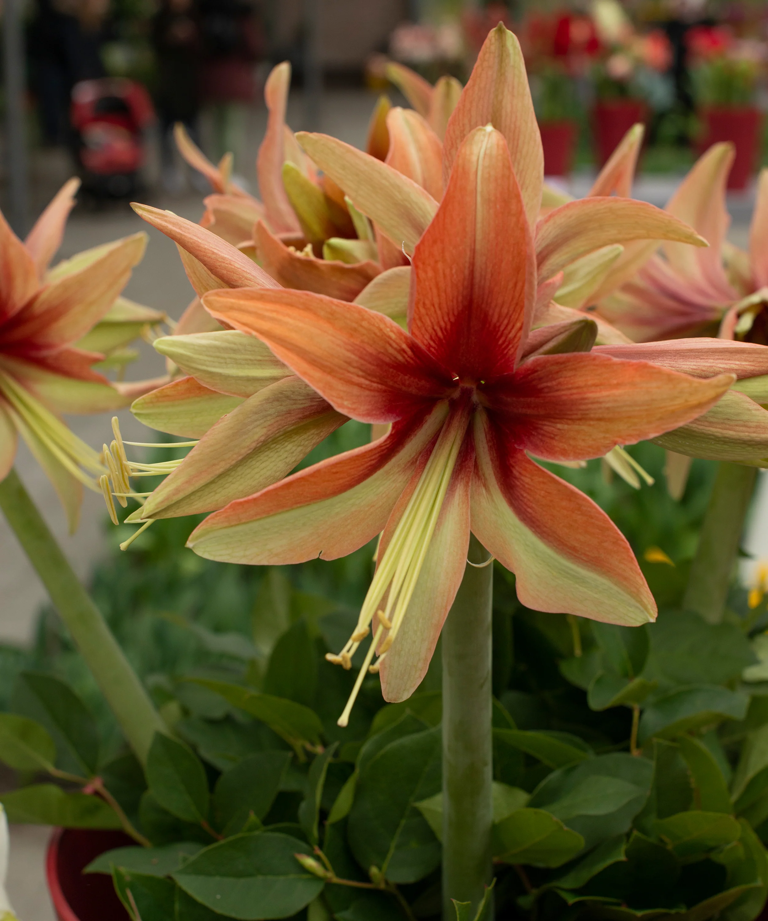 Amaryllis 'Wild Amazone' - Image 6