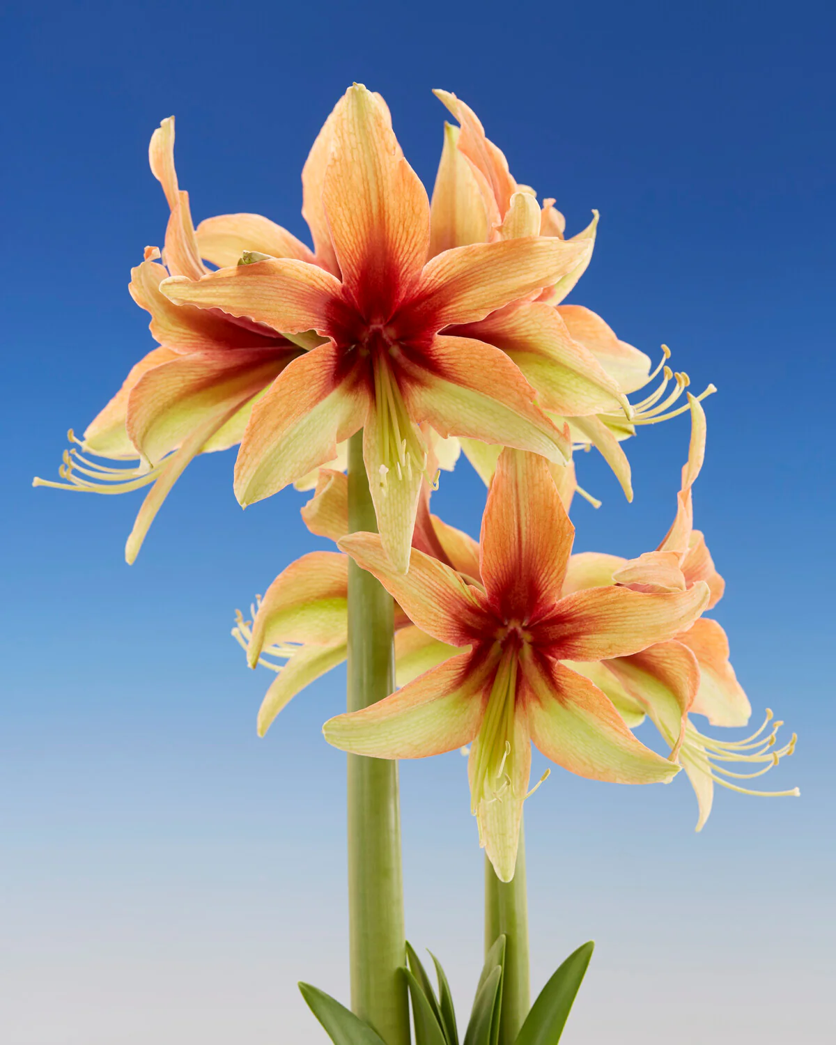 Amaryllis 'Wild Amazone' - Image 9