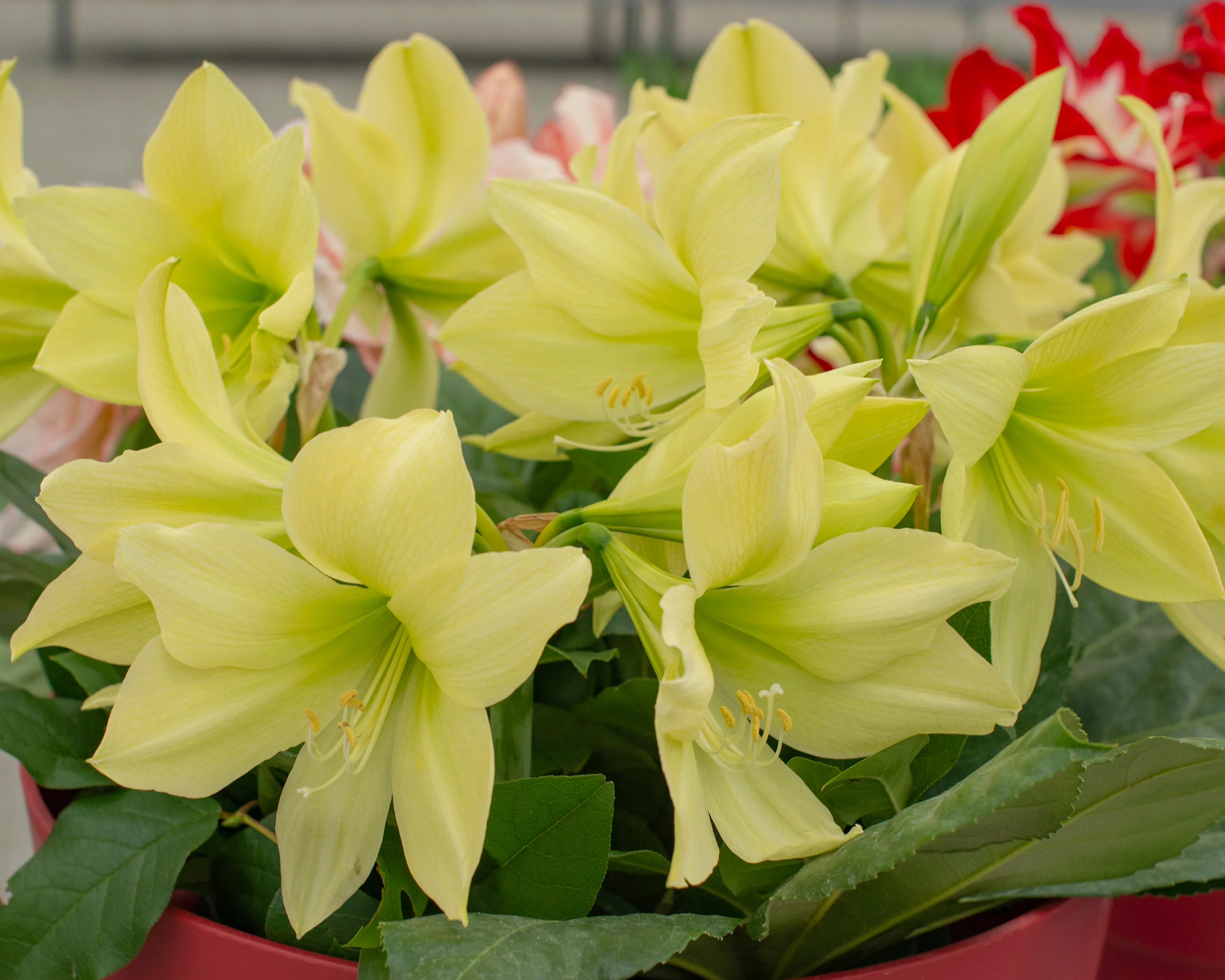 Amaryllis 'Yellow Star' - Image 6