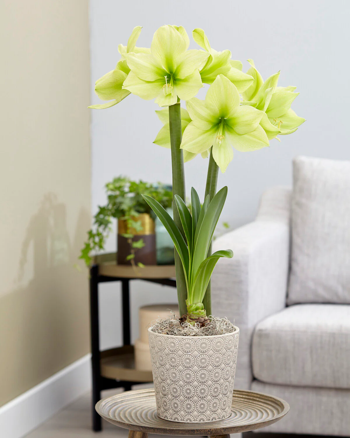 Amaryllis 'Yellow Star' - Image 7