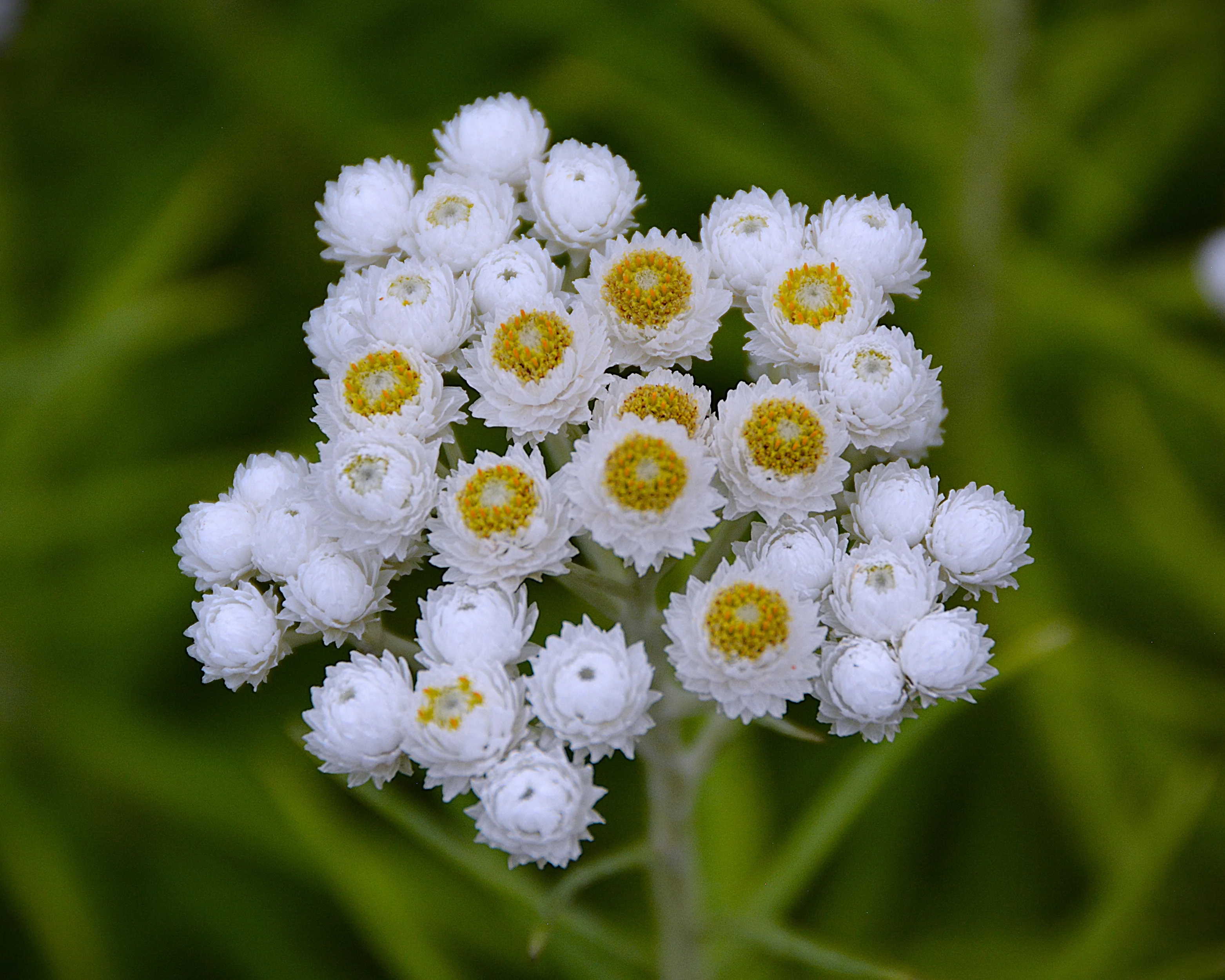 Anaphalis yedoensis - Image 2