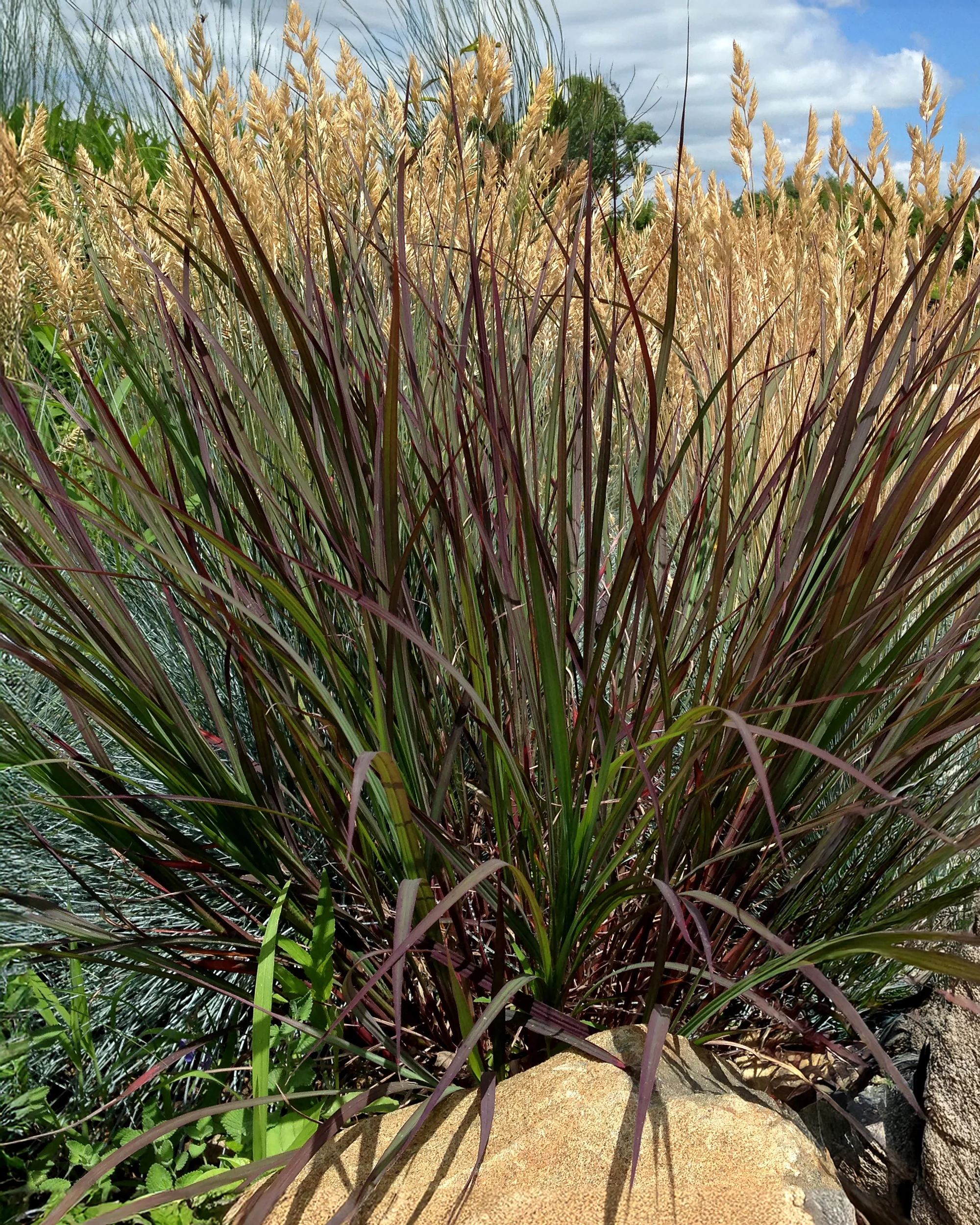 Andropogon 'Blackhawks' - Image 2