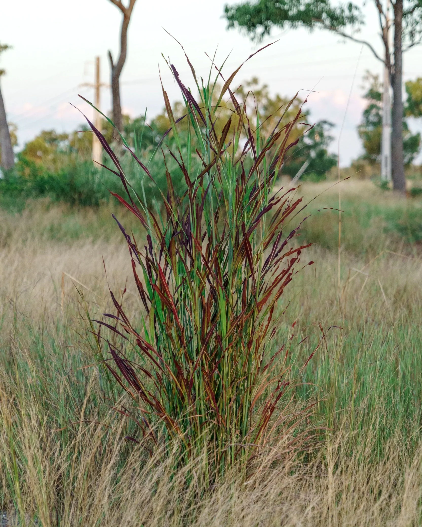 Andropogon 'Blackhawks' - Image 4
