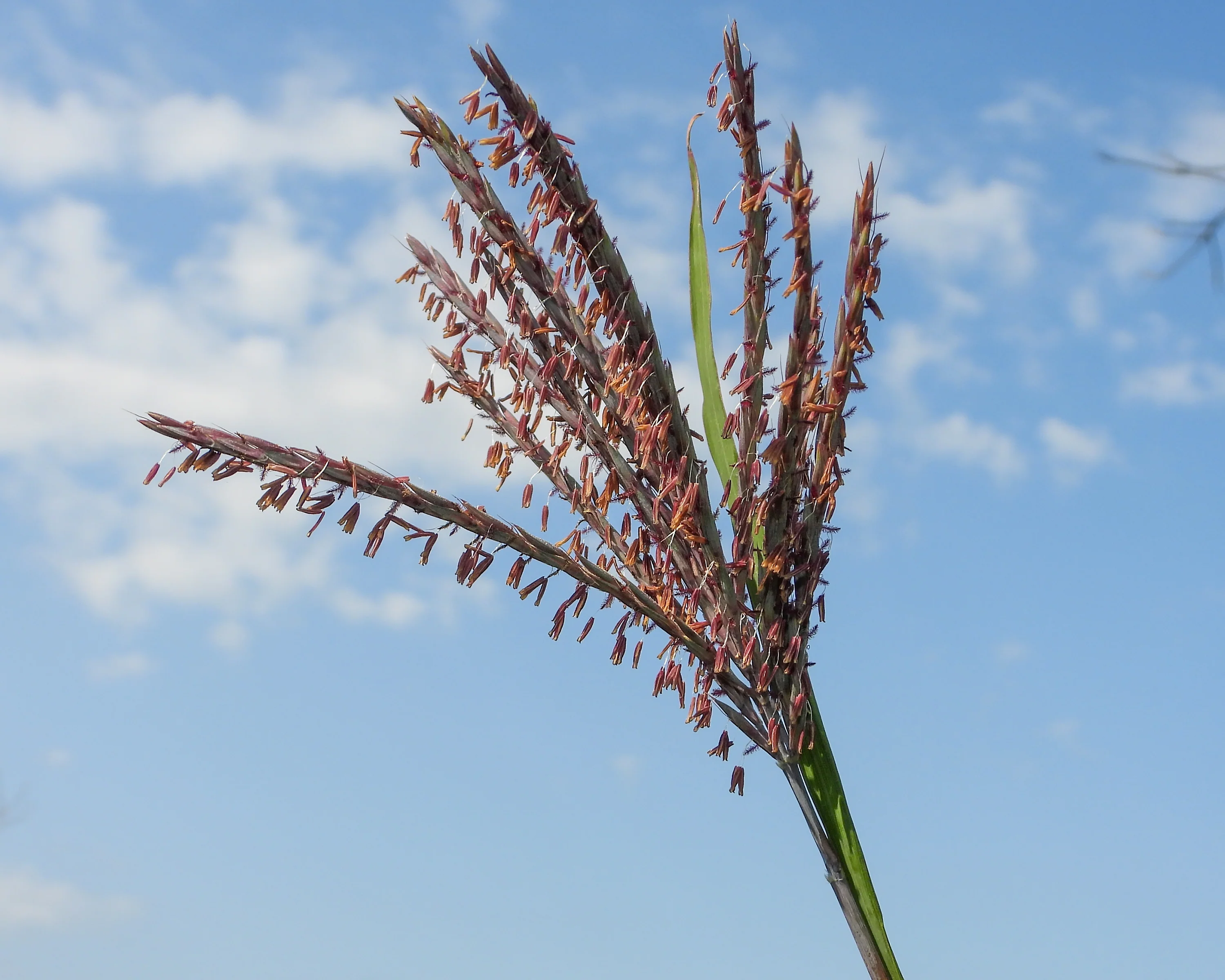 Andropogon 'Blackhawks' - Image 7