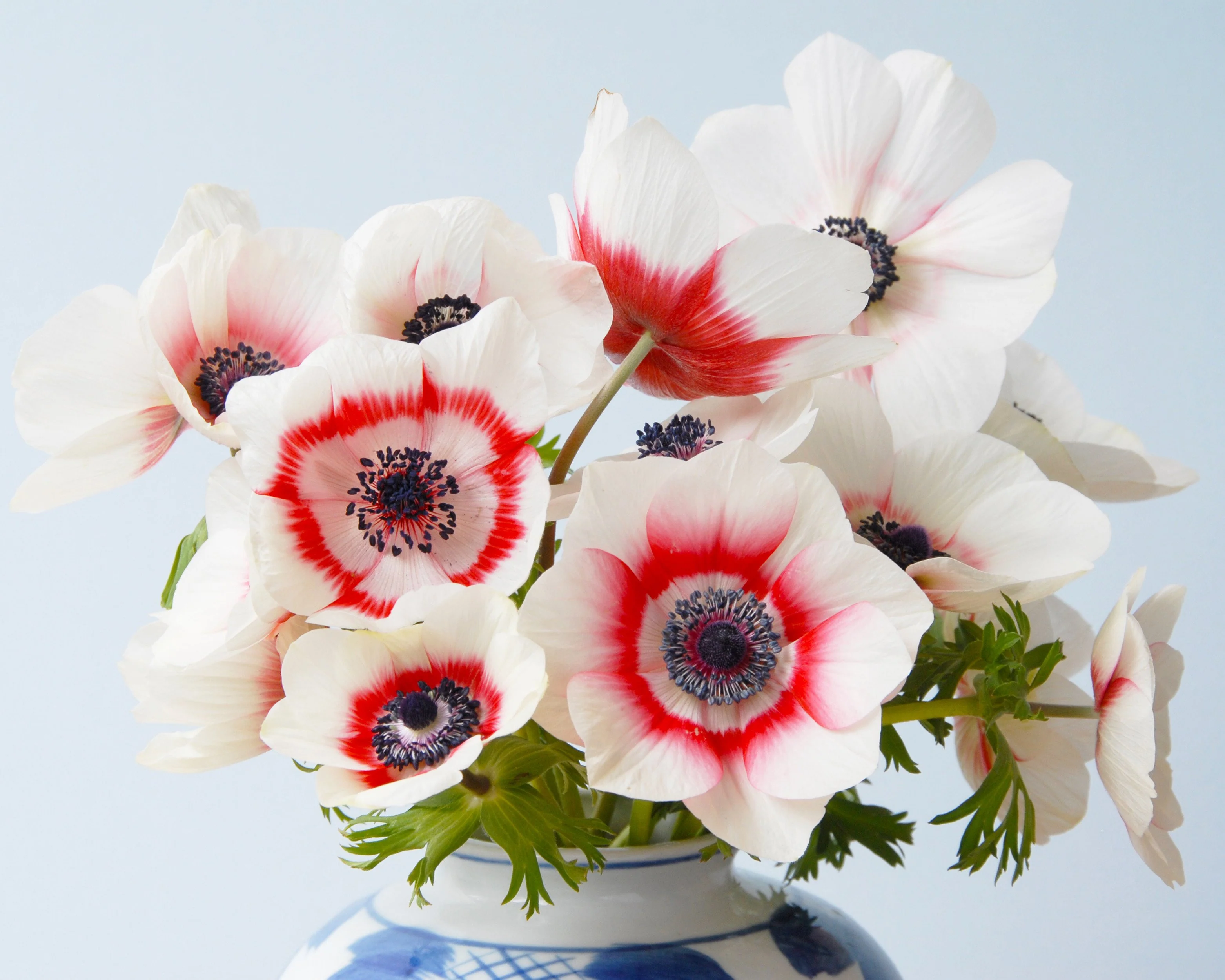 Anemone 'Bicolor' - Image 3