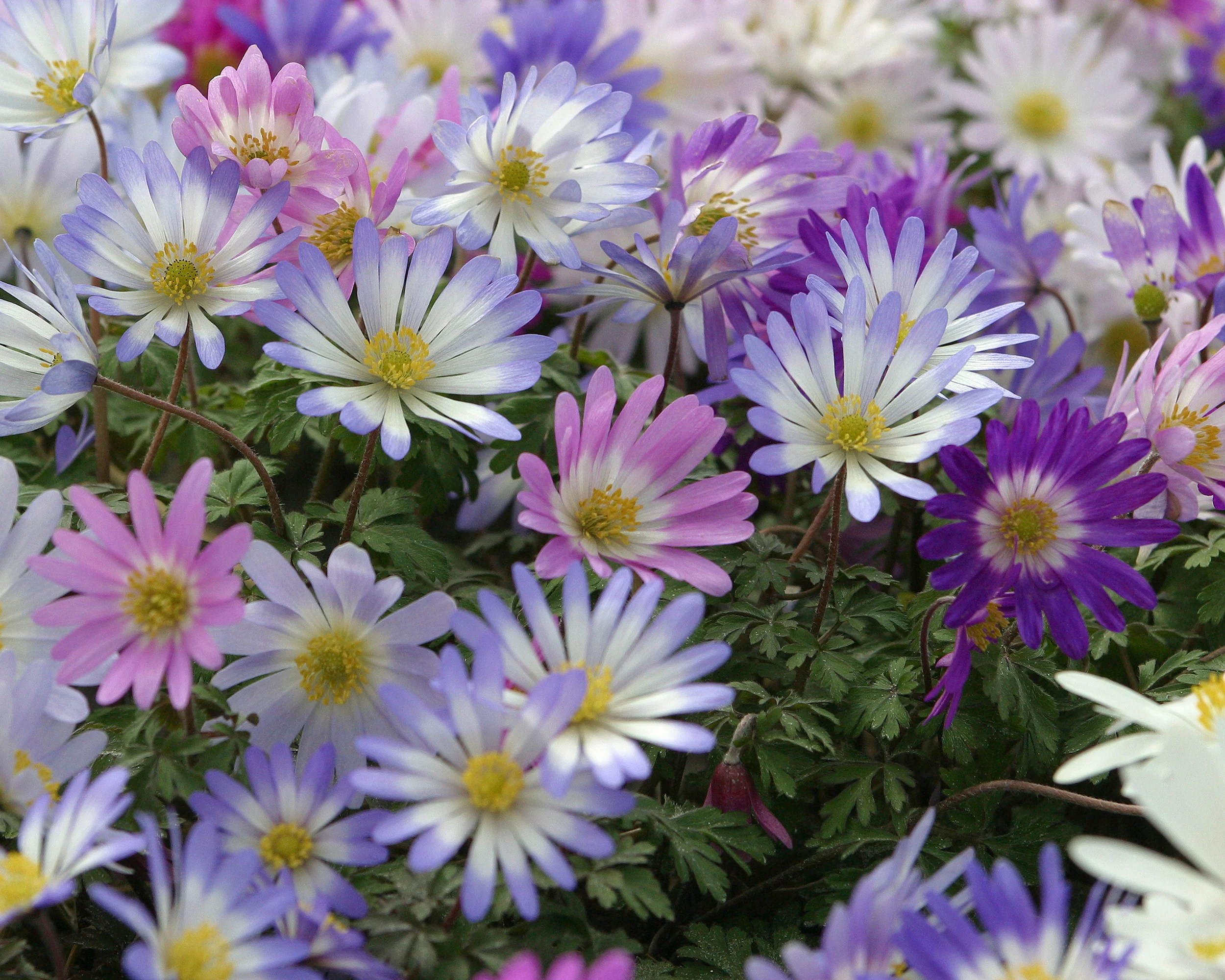 Anemone blanda 'Mixed Colours' - Image 5