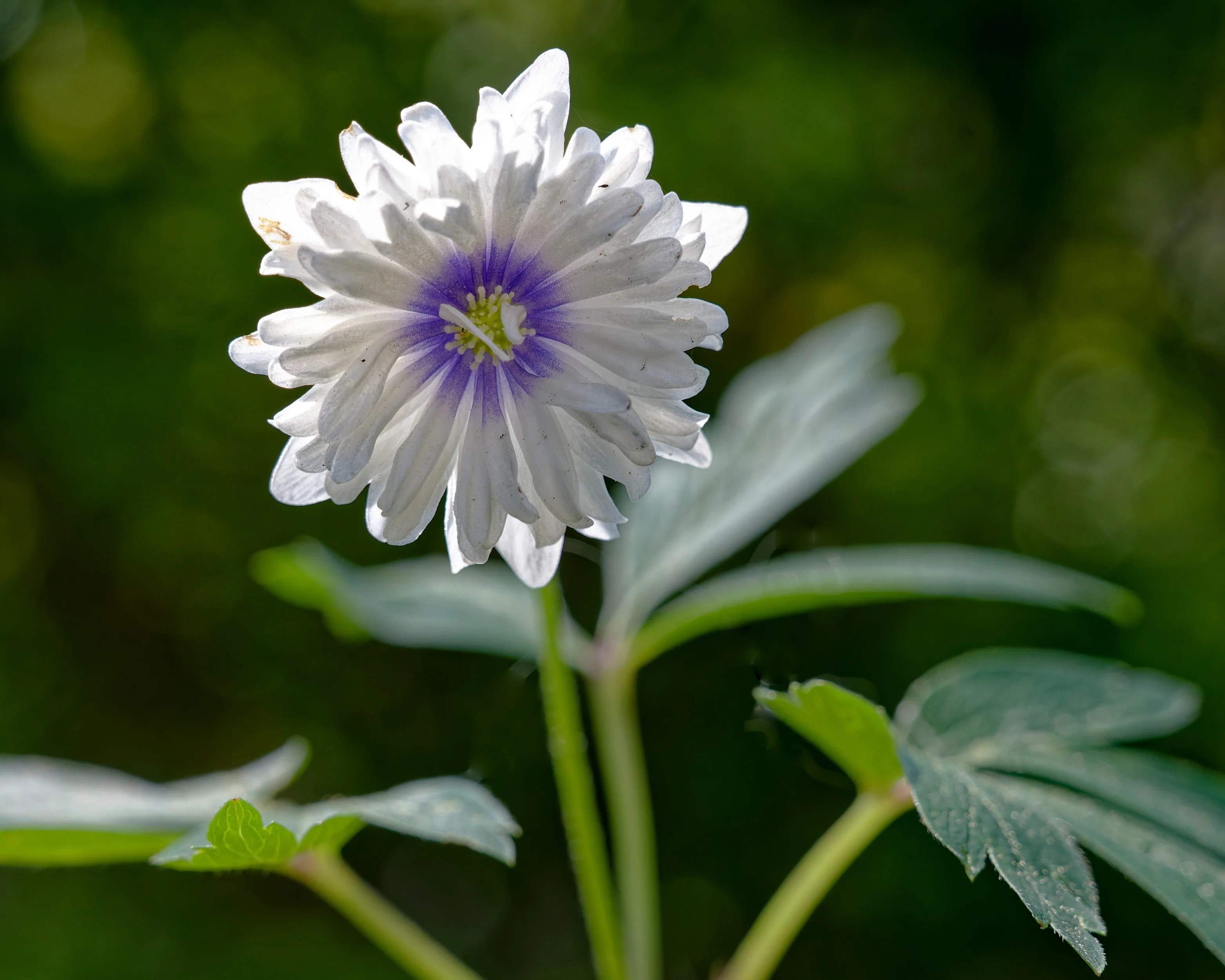 Anemone 'Blue Eyes' - Image 4