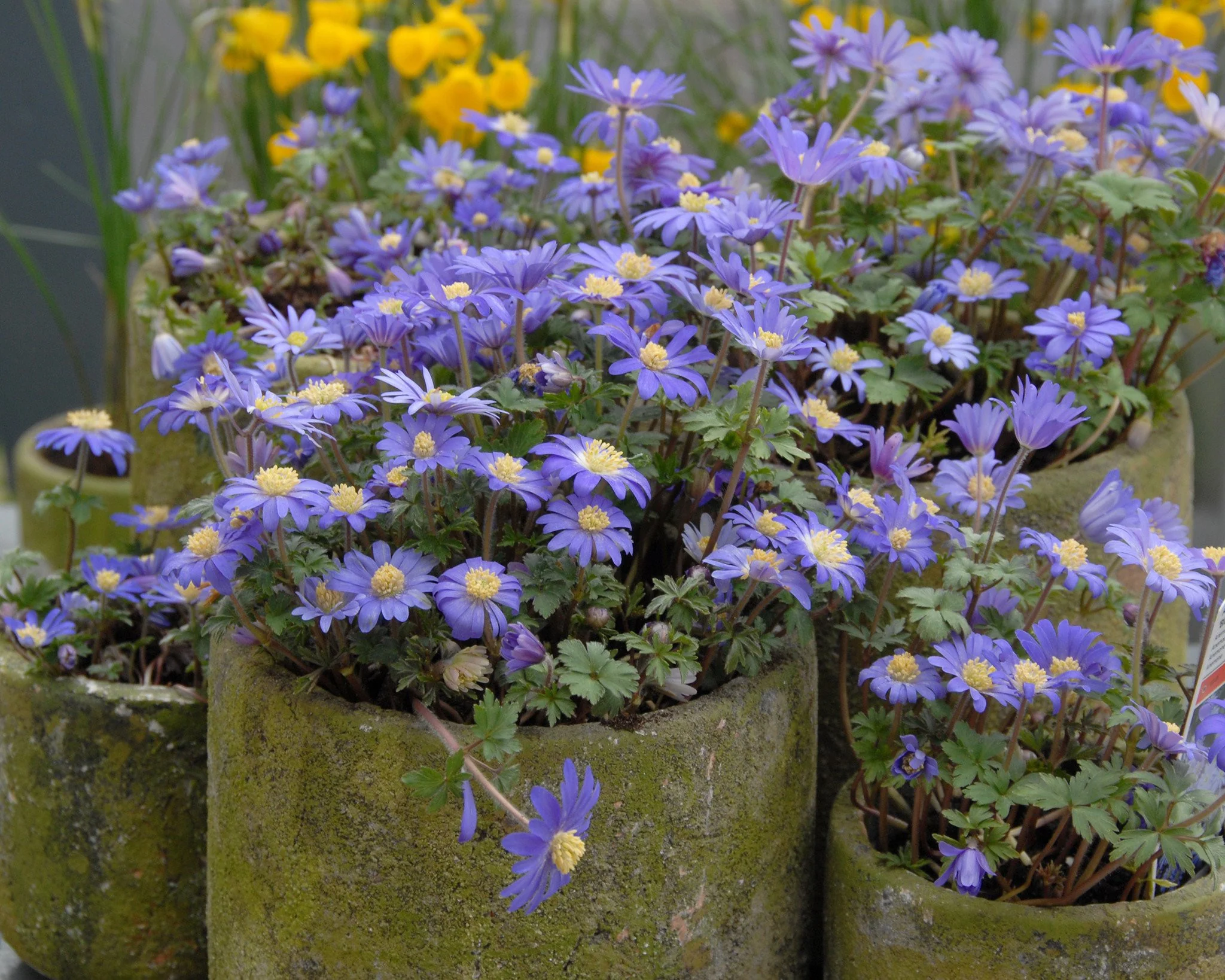 Anemone 'Blue Shades' - Image 6