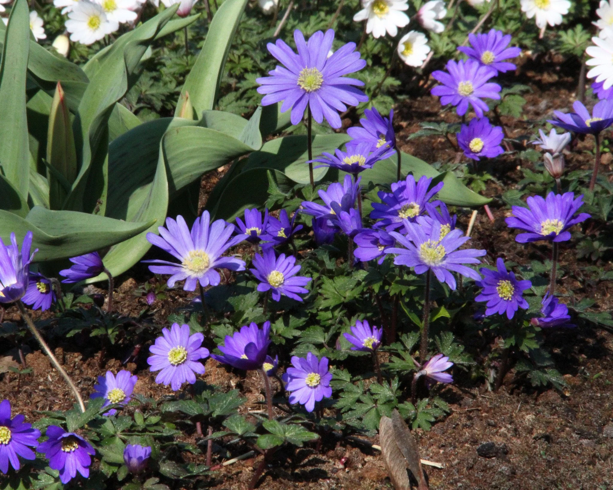 Anemone 'Blue Shades' - Image 7