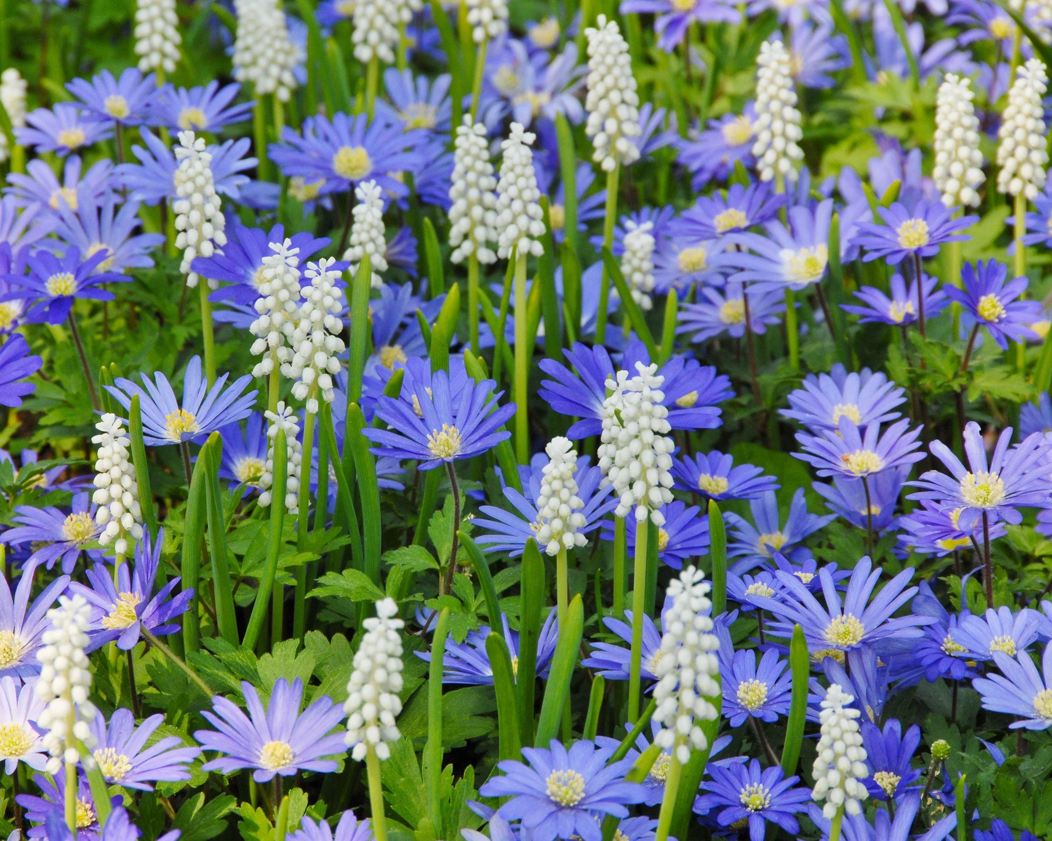 Anemone 'Blue Shades' - Image 8