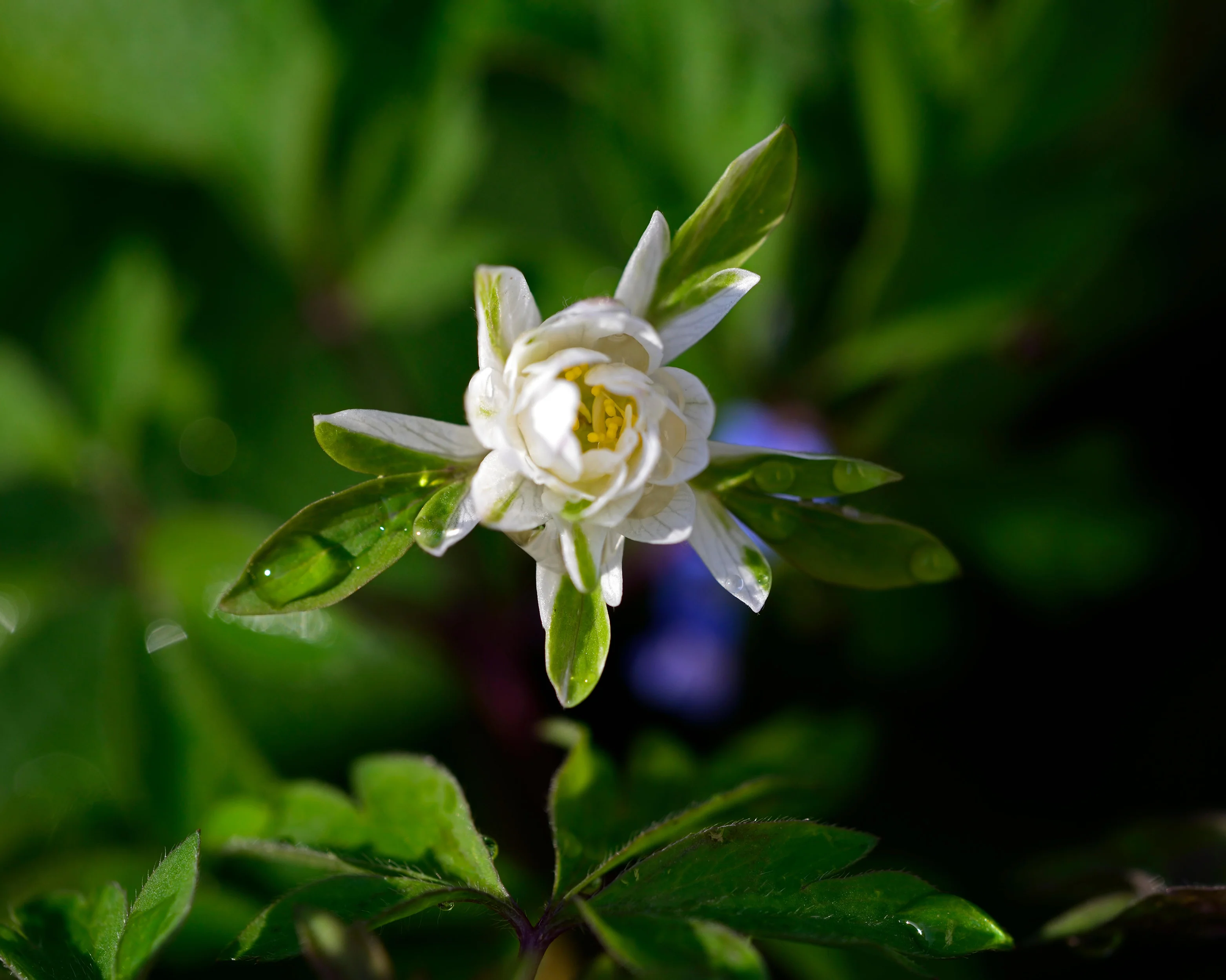 Anemone 'Bracteata Pleniflora' - Image 6